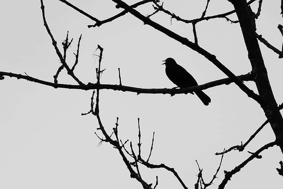 擁抱黑暗的美 壁紙 — 一隻鳥棲息在光禿禿的樹枝上，映襯著淡灰色的天空，形成鮮明的剪影。