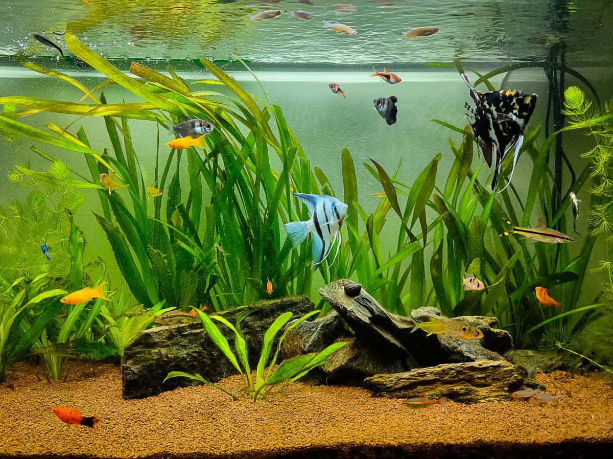 色彩繽紛的魚兒在種植了植物、有岩石和綠意的水族箱中游動。
