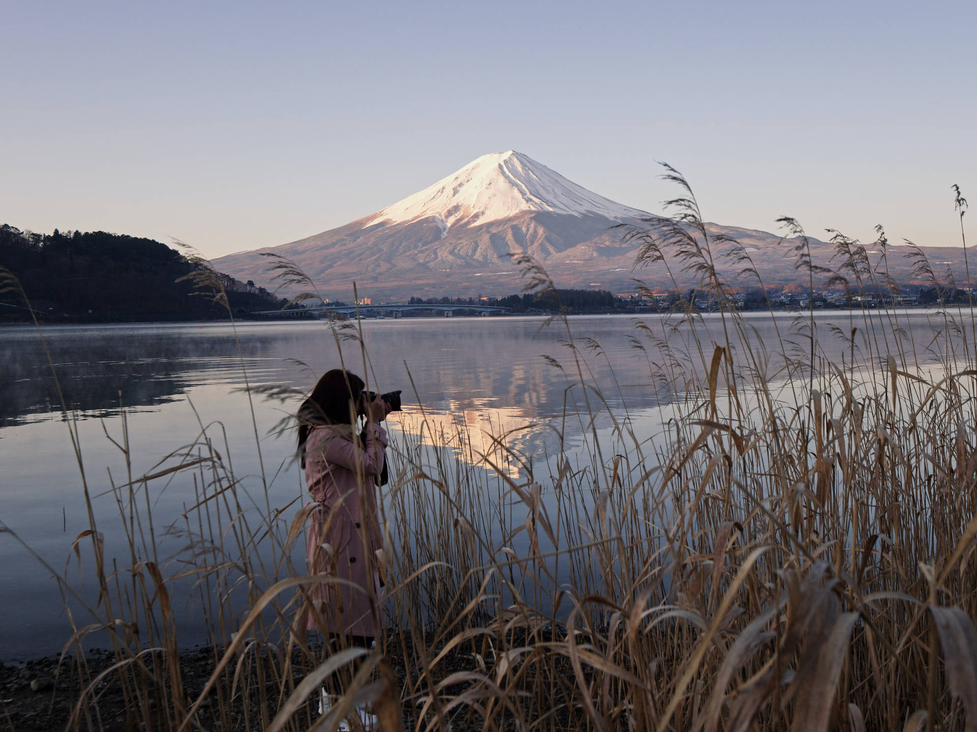 穿著粉紅色外套的人在有蘆葦的湖上日出時拍攝富士山照片。