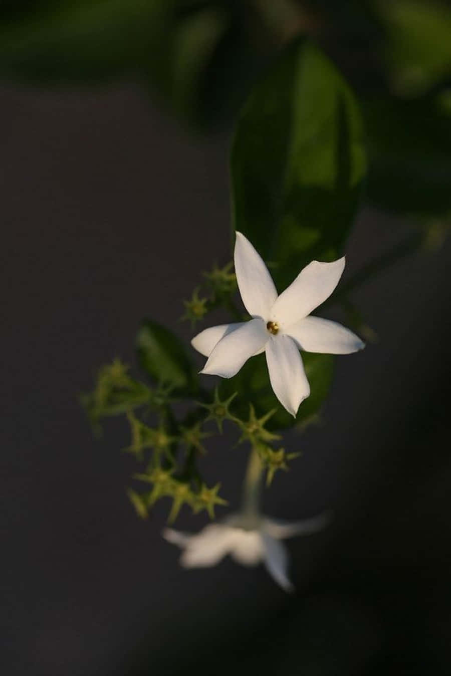一朵精緻的白色花朵，帶有綠色葉子和花蕾，柔焦效果。