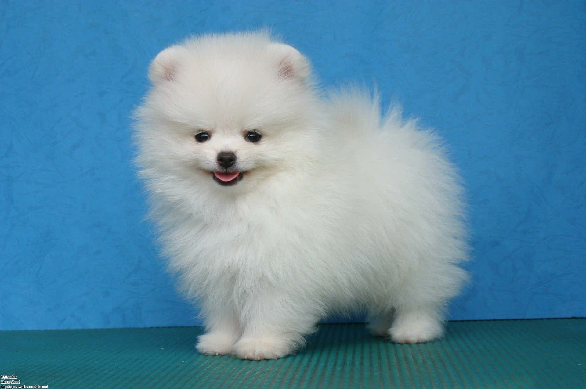 毛茸茸的白色博美犬幼犬站在青綠色地板上，背景為藍色。