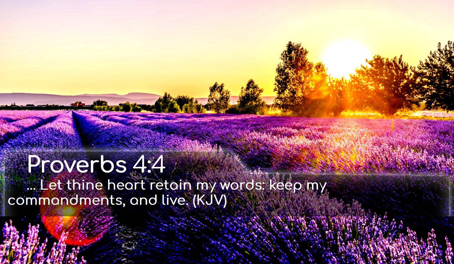 夕陽下的薰衣草田，疊加聖經經文。 — 聖經經文 壁紙