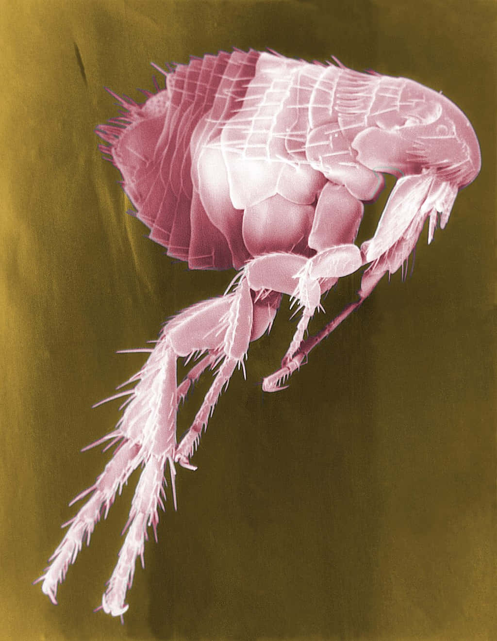 Flea 桌布 壁紙 — 放大後嘅粉紅色跳蚤詳細圖像，喺柔和橄欖色背景上展現出複雜嘅分節身體同多刺嘅腳。