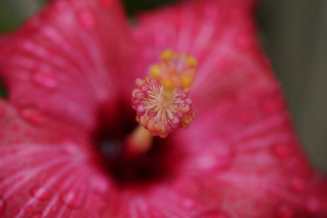 帶有露珠和詳細雄蕊中心的粉紅色芙蓉花。