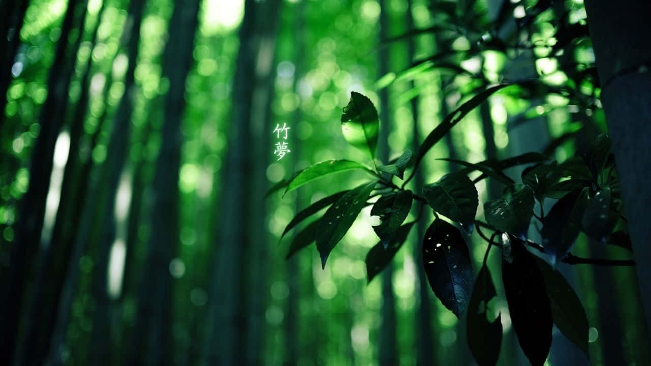 陽光穿過綠葉的竹林