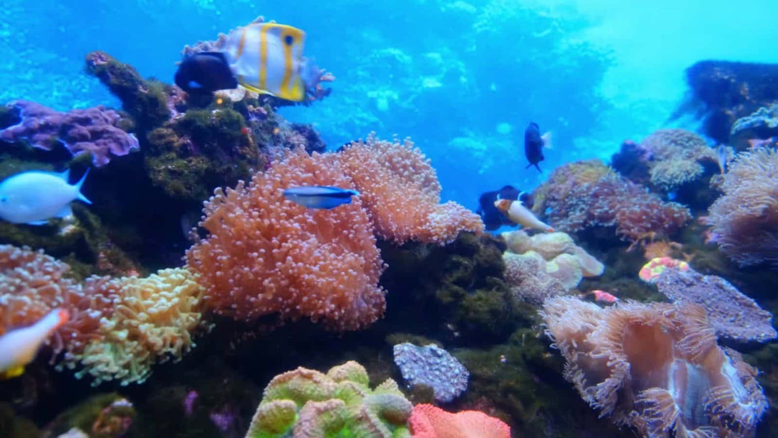 色彩繽紛的珊瑚礁，魚群在清澈藍色海水中的海葵間游動。