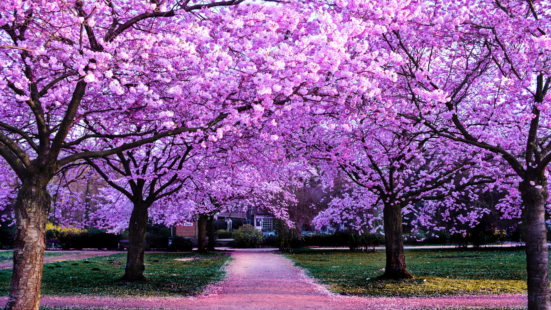 公園裡一條兩旁種滿盛開櫻花樹的小路。