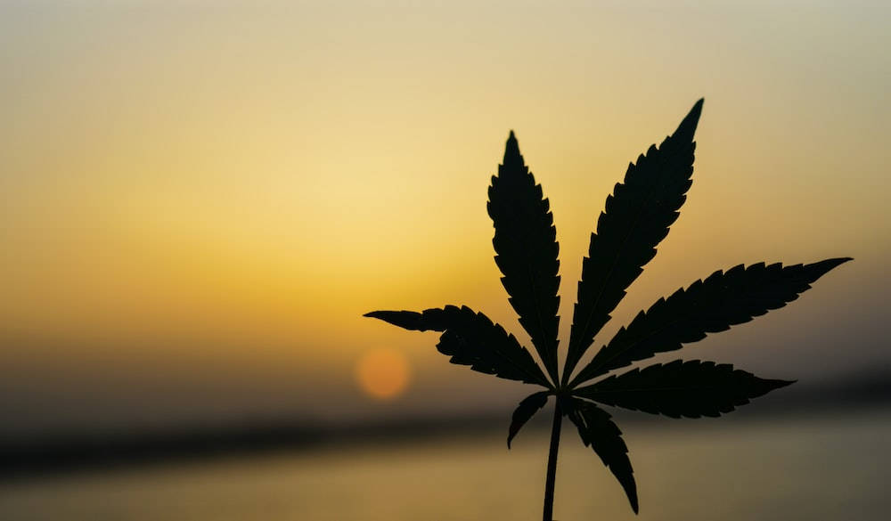 放鬆的嬉皮大麻剪影 壁紙 — 大麻葉剪影高聳於水上溫暖的金色日落天空前。