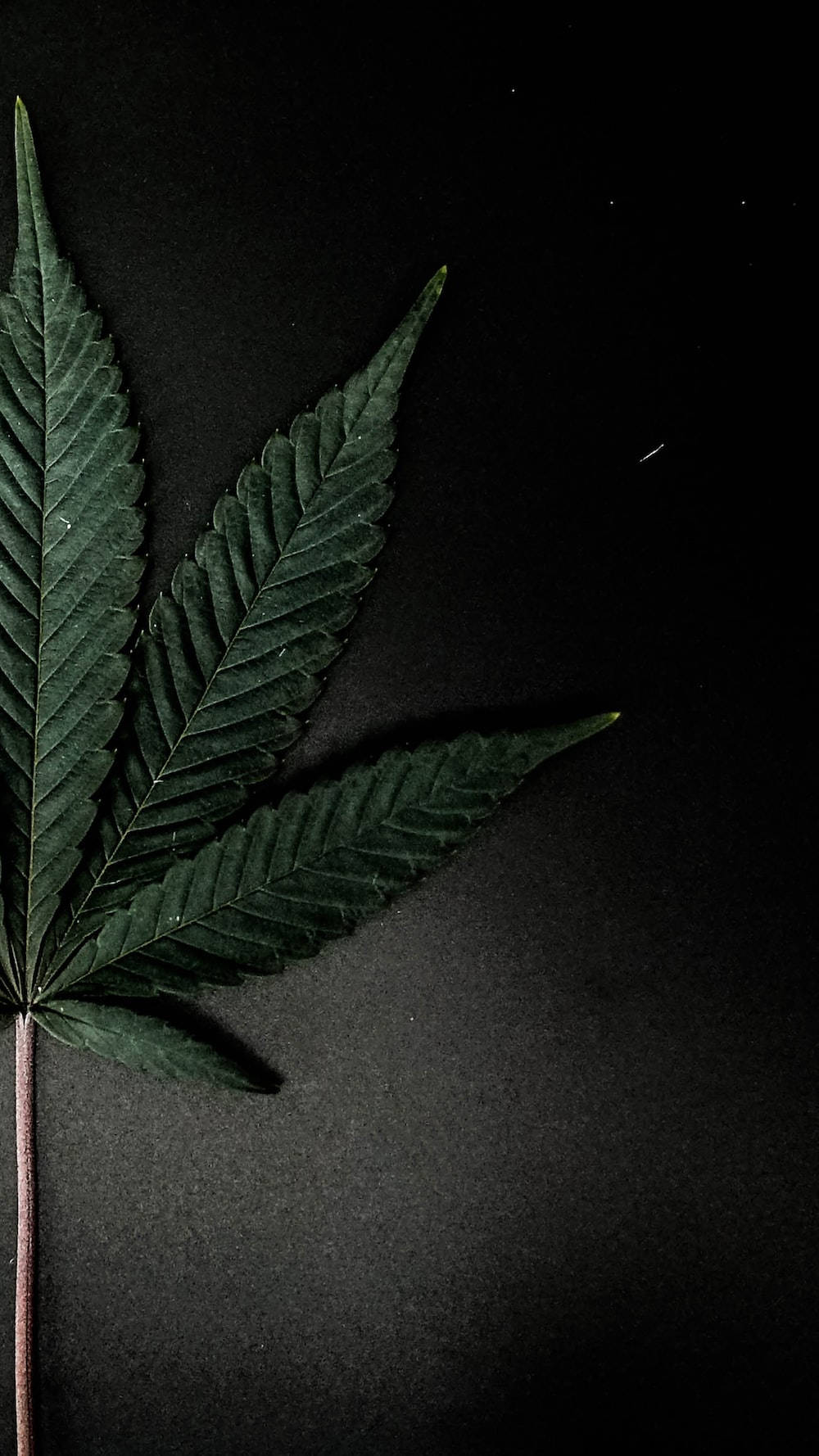 放鬆的嬉皮黑色背景大麻 壁紙 — 一片帶有鋸齒邊緣和可見葉脈的大麻葉，放在純黑色背景上。