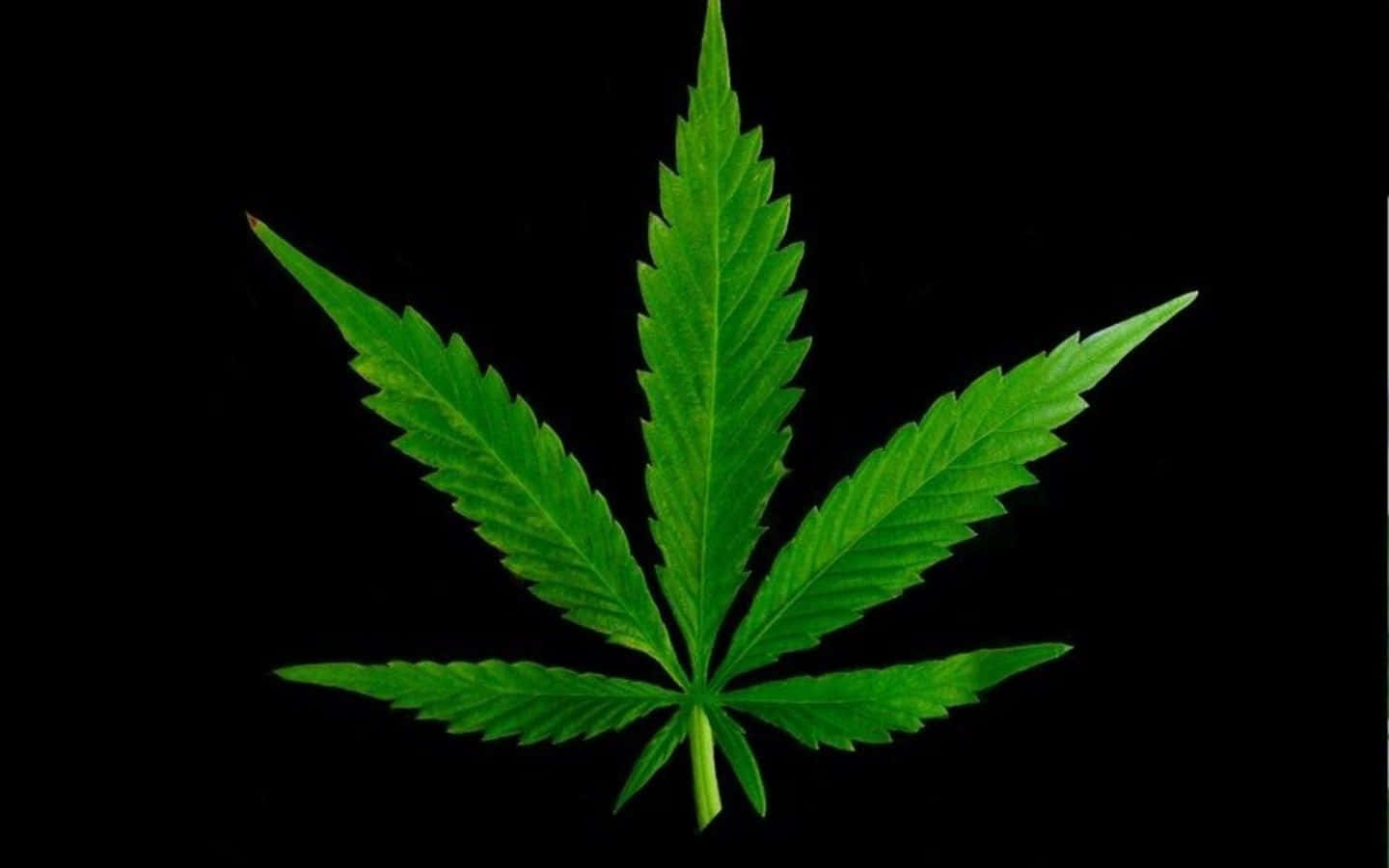 一片綠色大麻葉在黑色背景上。