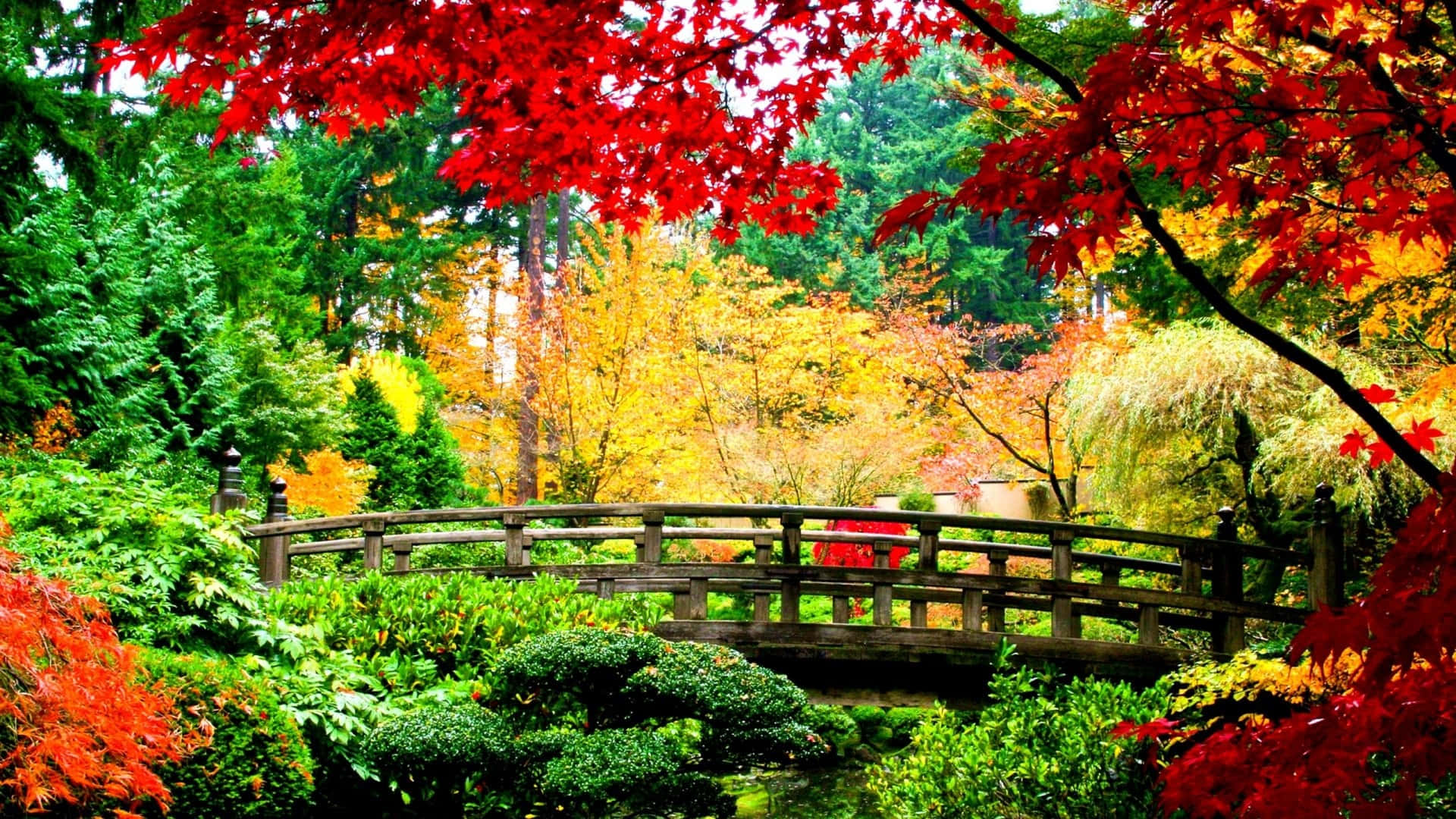 一座木橋在色彩繽紛的秋日花園中，有紅色和金色的葉子。