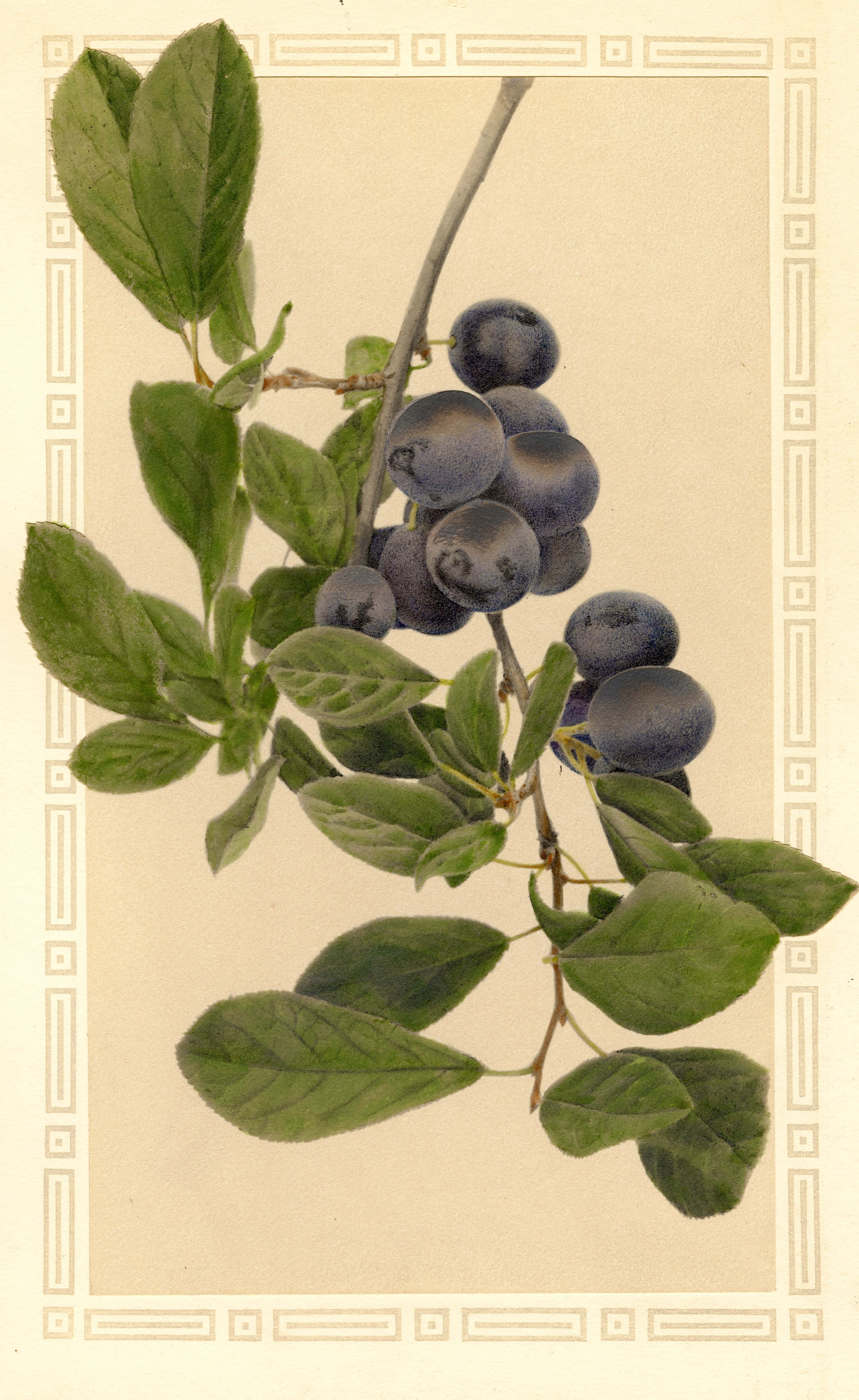 數位藝術作品：覆蓋黑 plum 的枝條 壁紙 — 一幅復古植物插圖，描繪深紫色李子掛在樹枝上，襯托著茂盛的綠葉和奶油色背景。