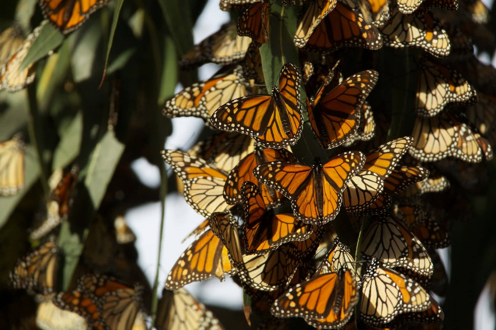 Butterfly Migration 桌布 壁紙 — 數百隻帝王斑蝶緊密聚集在樹枝上，沐浴在溫暖的陽光中。