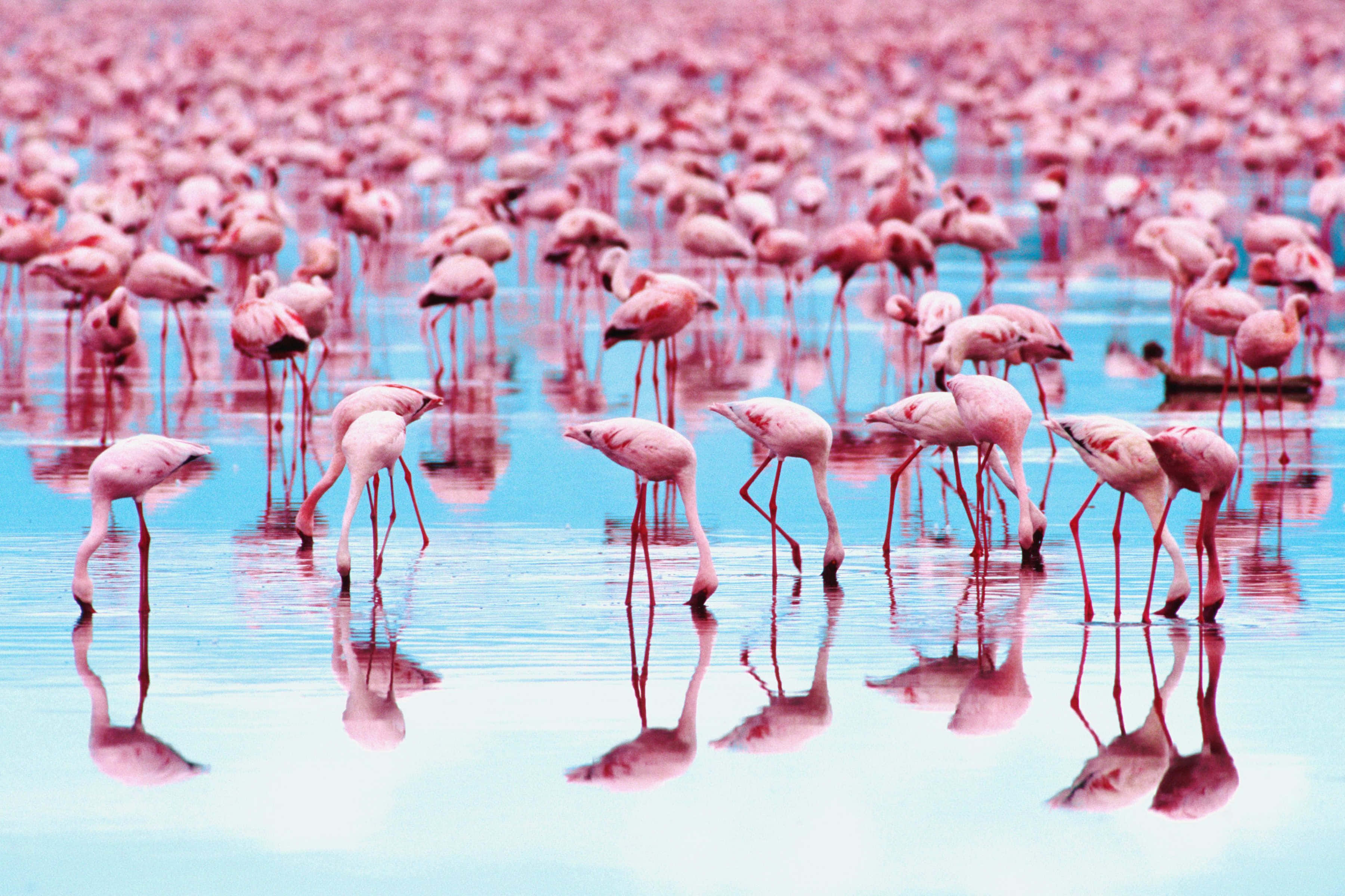 Pink Flamingos 桌布 壁紙 — 數百隻粉紅色的火烈鳥在淺藍色的水中涉水，在寧靜的濕地中創造出鏡像倒影。