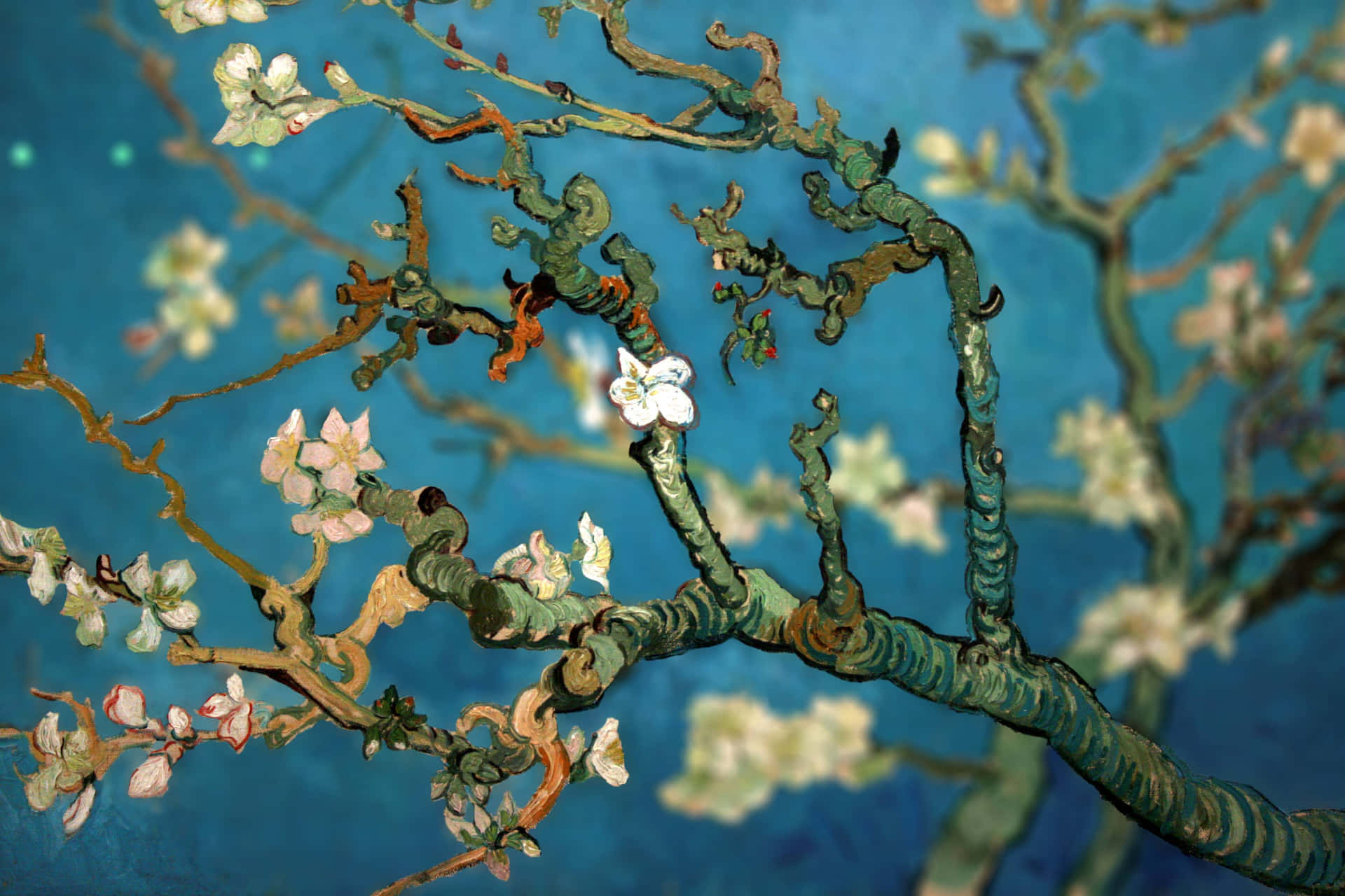 杏仁樹枝條上開著白色的花朵，襯托著鮮豔的藍色背景。