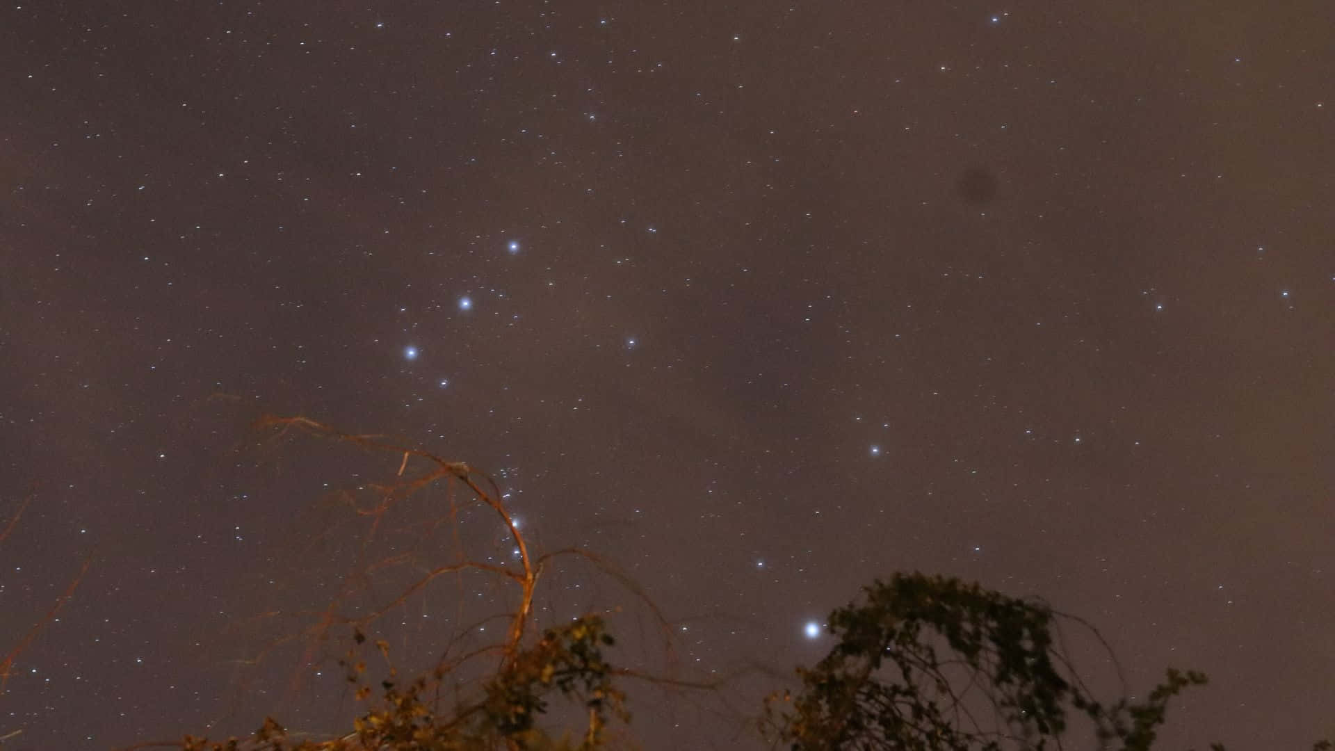 繁星點點的夜空，星座在樹木剪影上方。