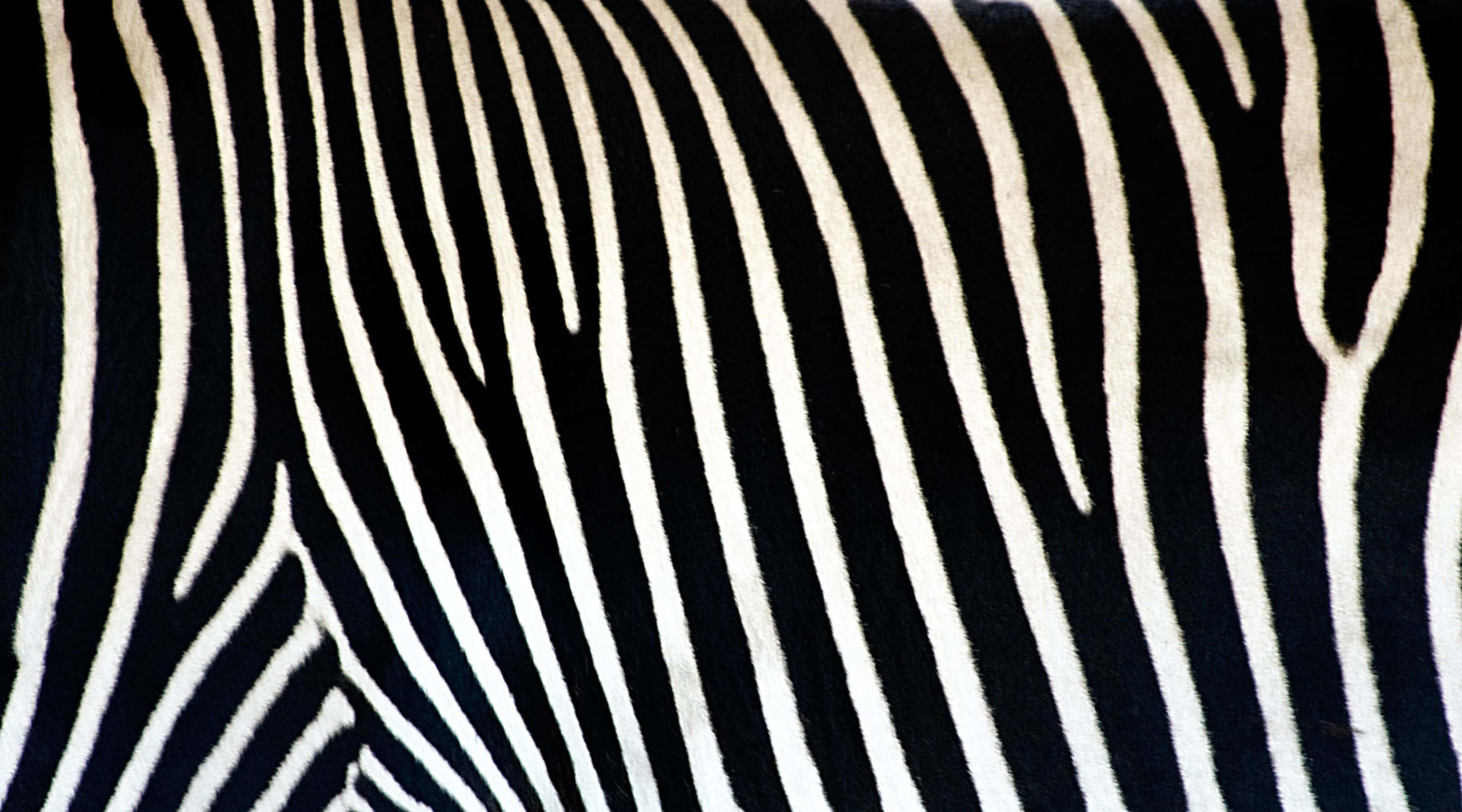Animal Print 桌布 壁紙 — 斑馬毛皮特寫，展現大膽的黑白條紋，質地柔軟且自然變化。