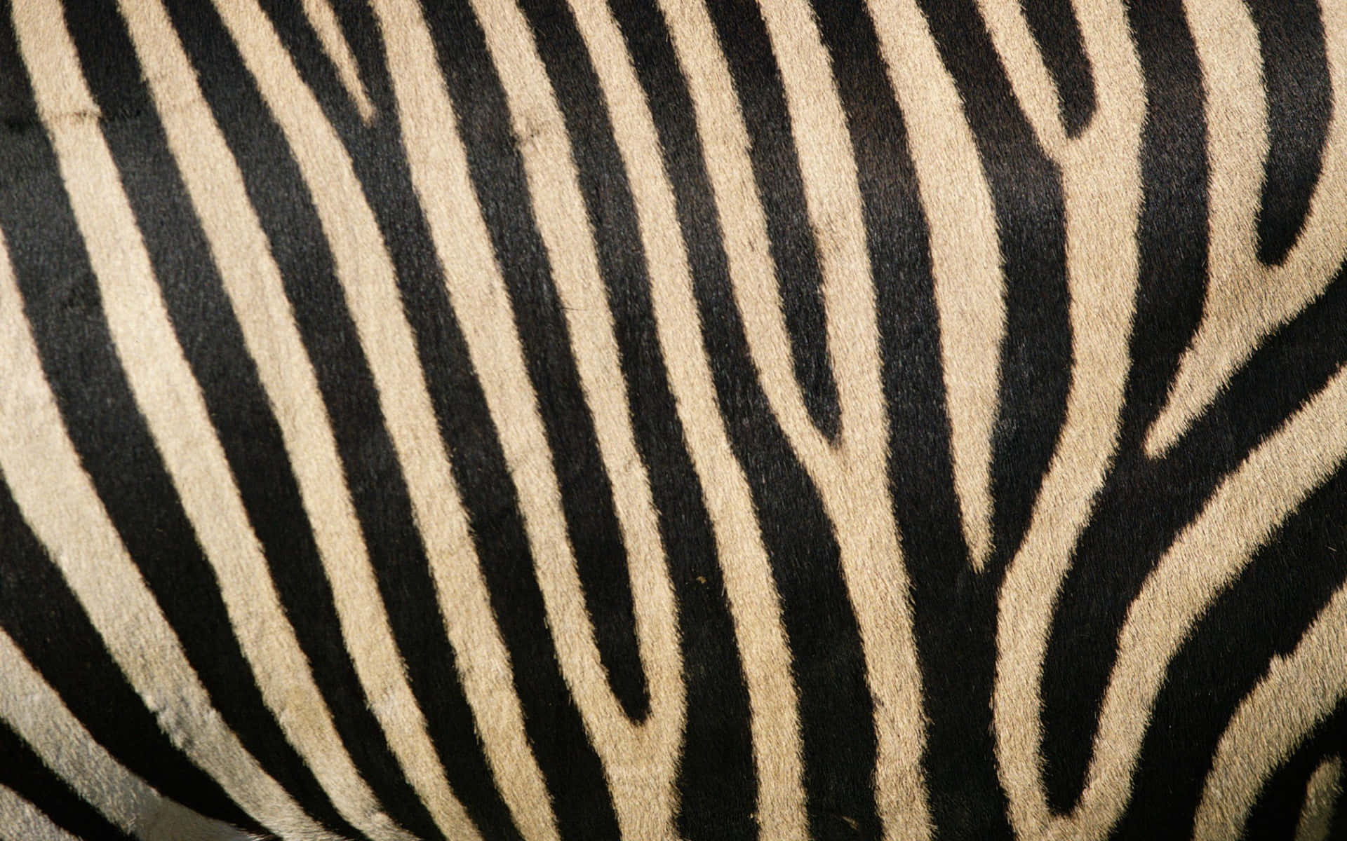 Animal Print 桌布 壁紙 — 斑馬毛皮的特寫，展現大膽的黑色和奶油色條紋，帶有自然紋理和輕微磨損。