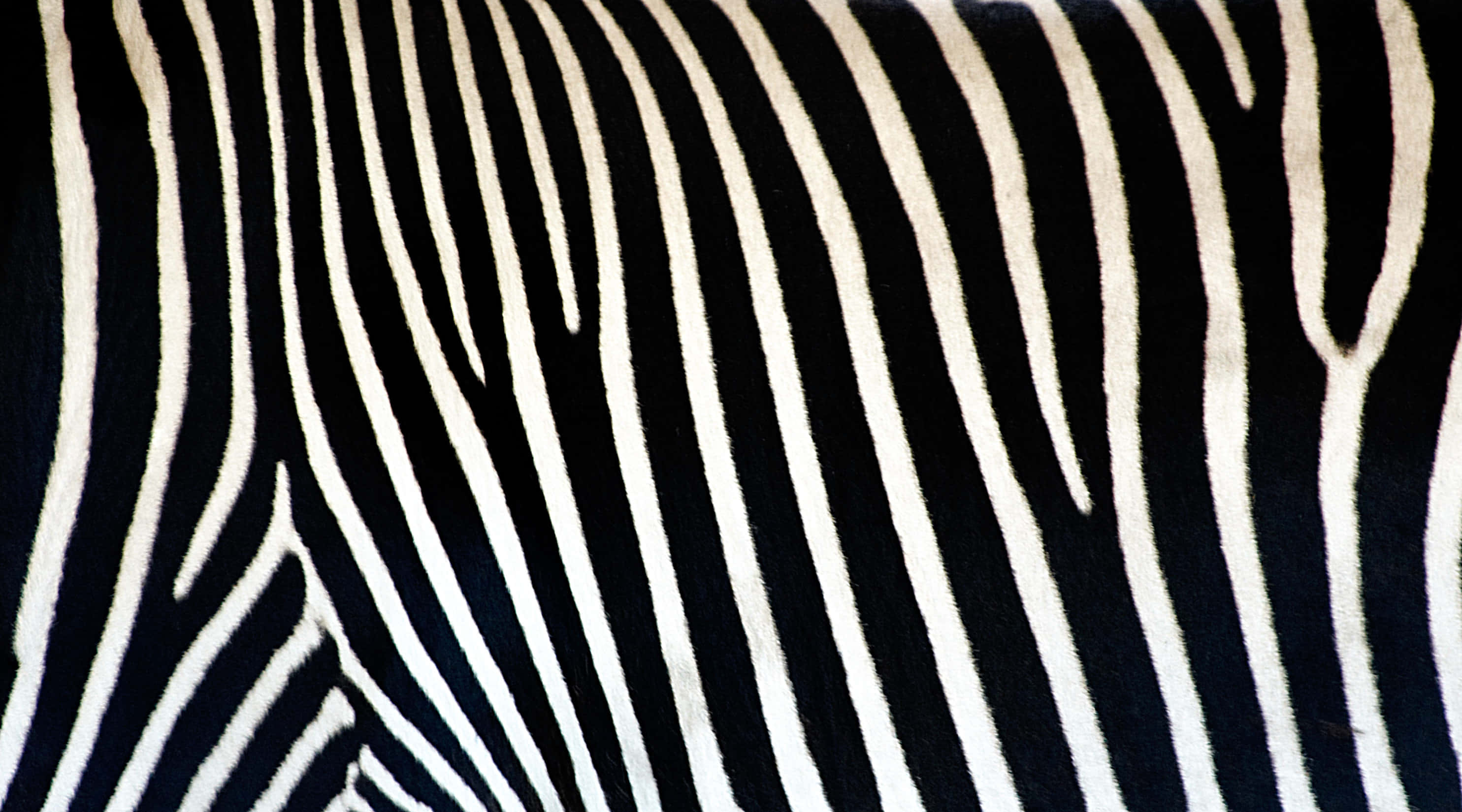 Animal Print 桌布 壁紙 — 斑馬皮毛特寫，展現大膽的黑白條紋、柔軟質感和自然變化。