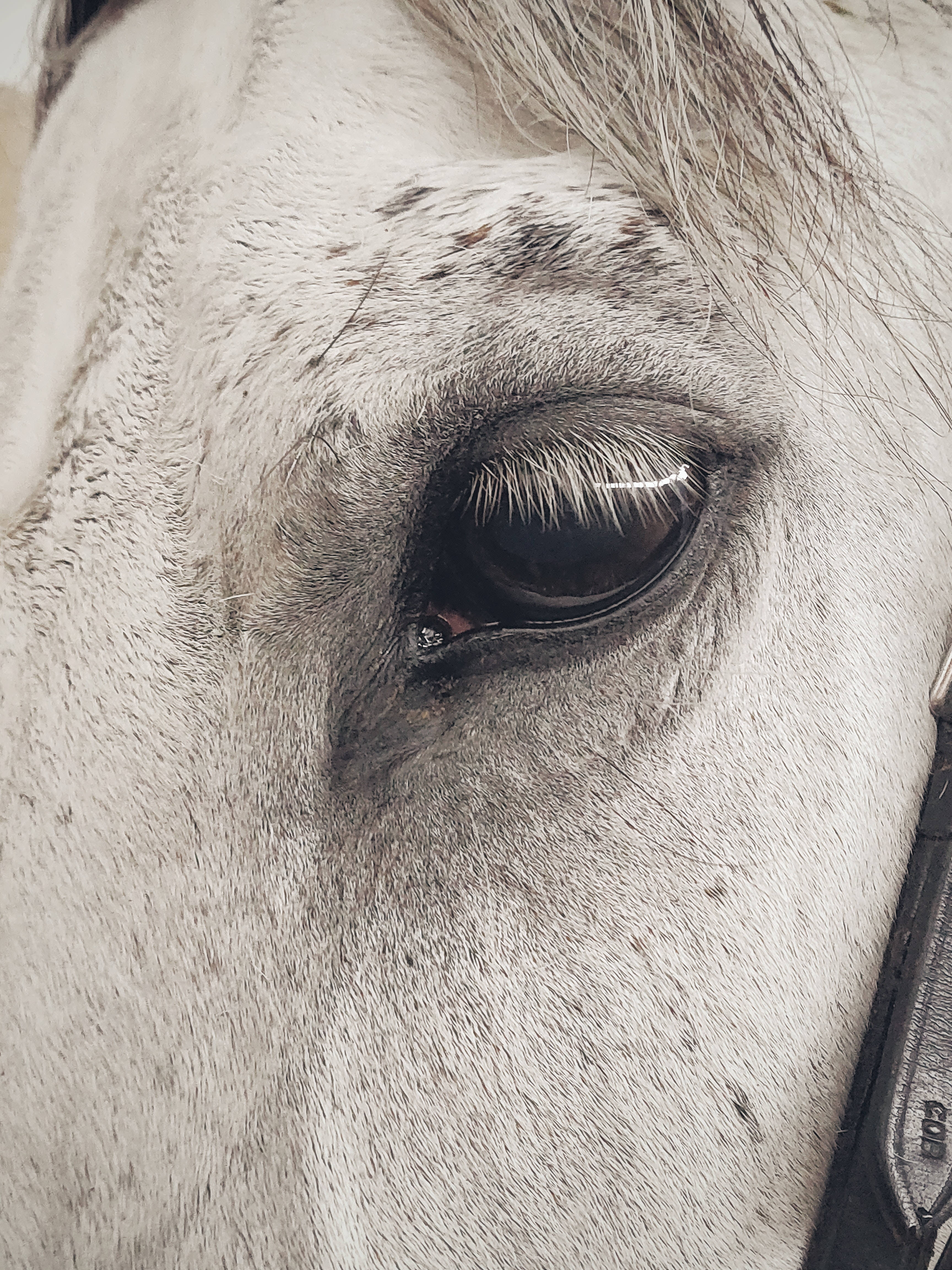 Horse iPhone 桌布 壁紙 — 斑點灰馬眼睛的特寫，毛髮柔軟，目光反射。