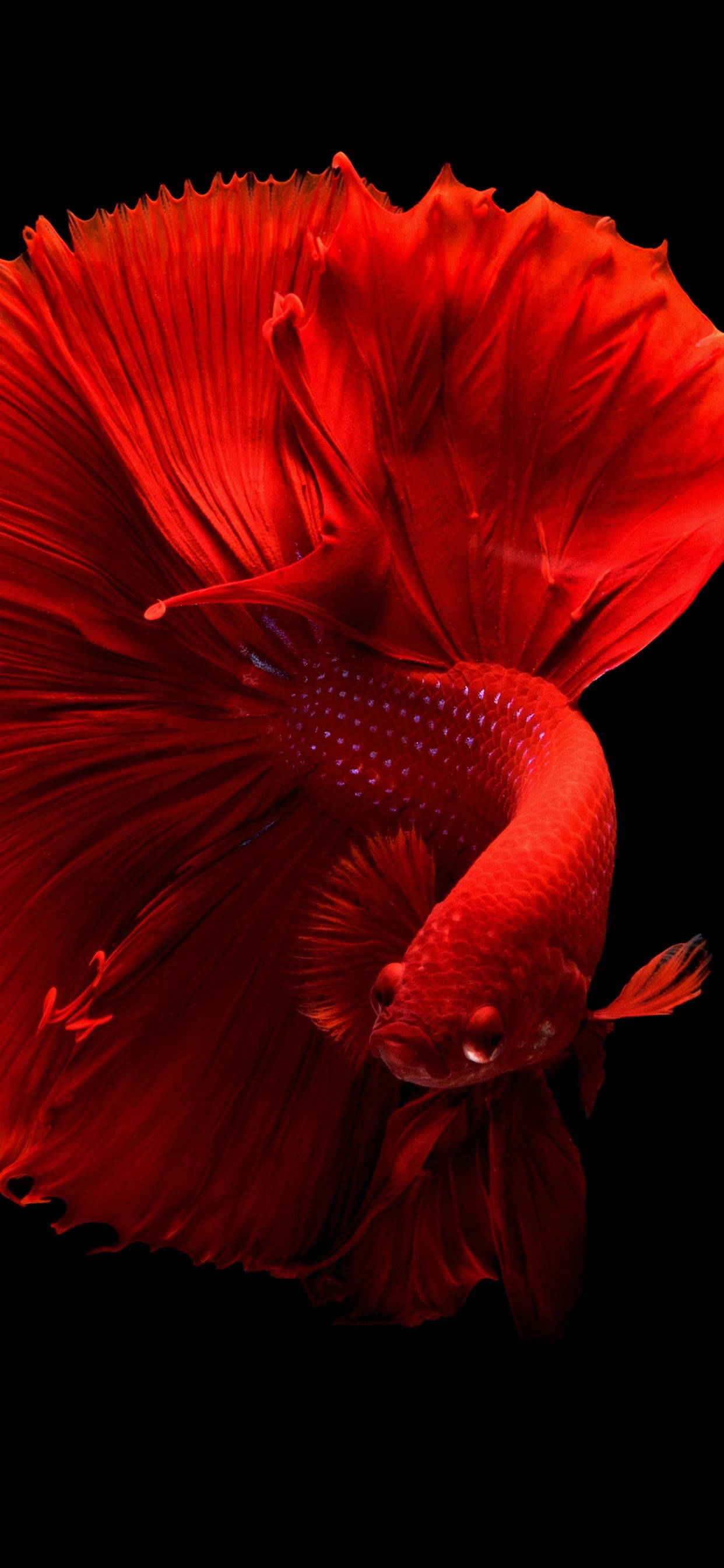 斗魚 iPhone 11 Pro Max 壁紙 — 一條鮮紅色的鬥魚，帶有流動的魚鰭，在純黑色背景下發光。