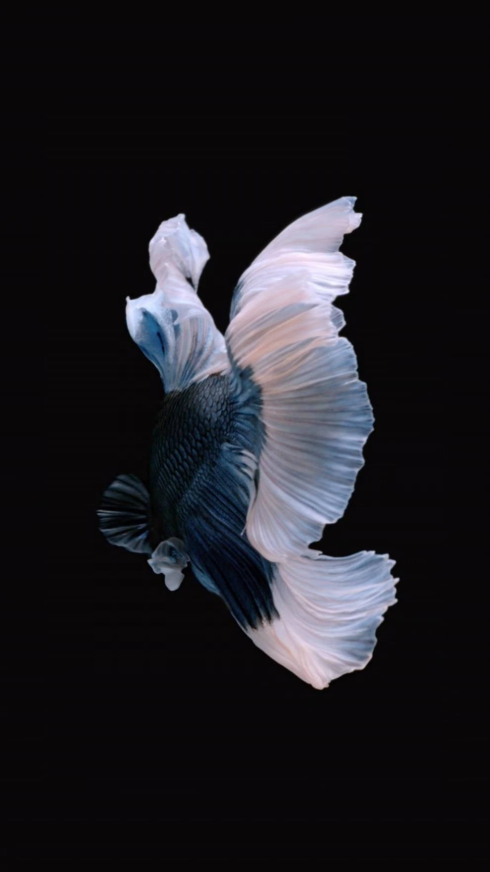 斗魚 iPhone 動態壁紙 壁紙 — 一條優雅的鬥魚，帶有流動的白色和藍色魚鰭，在純黑背景中滑行。