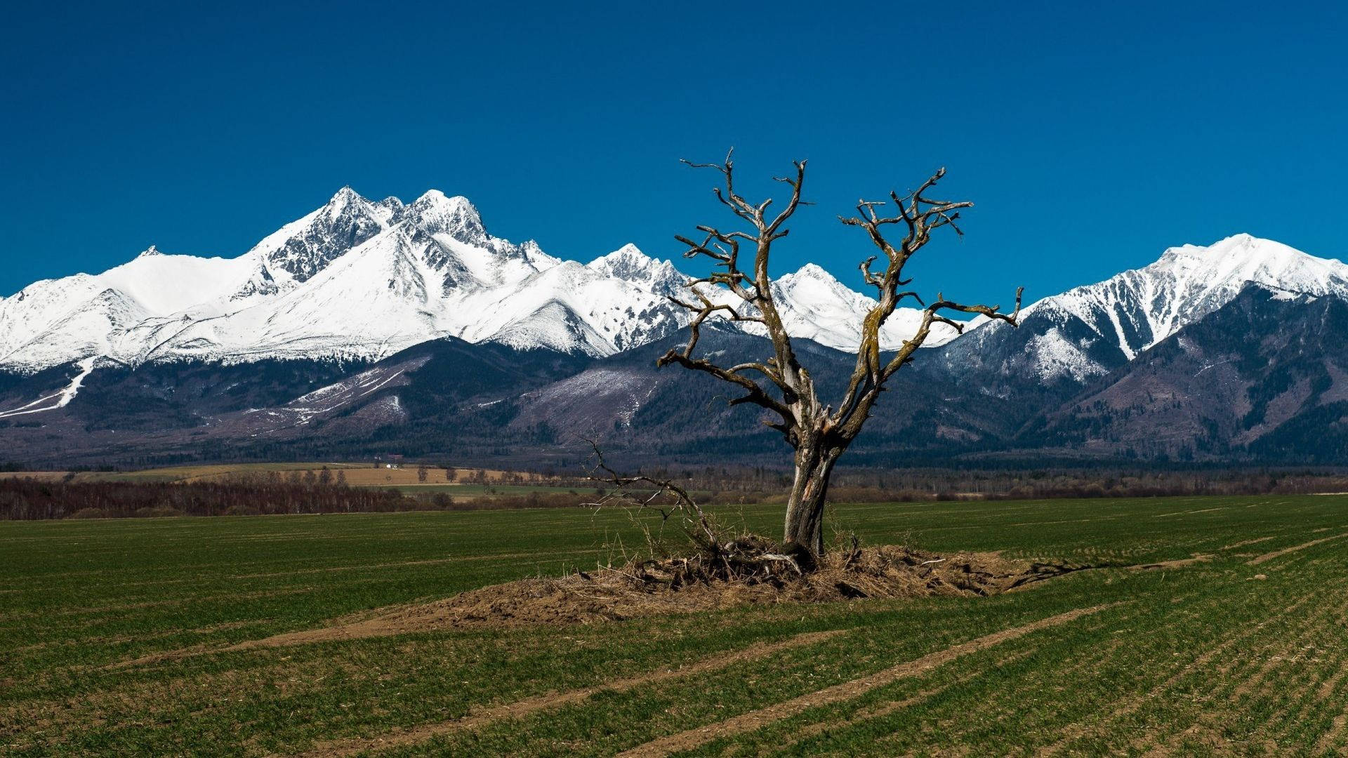 斯洛伐克冰峰山景 壁紙 — 一棵孤獨的枯樹矗立在綠色的田野中，白雪覆蓋的山脈在清澈的藍天下聳立。