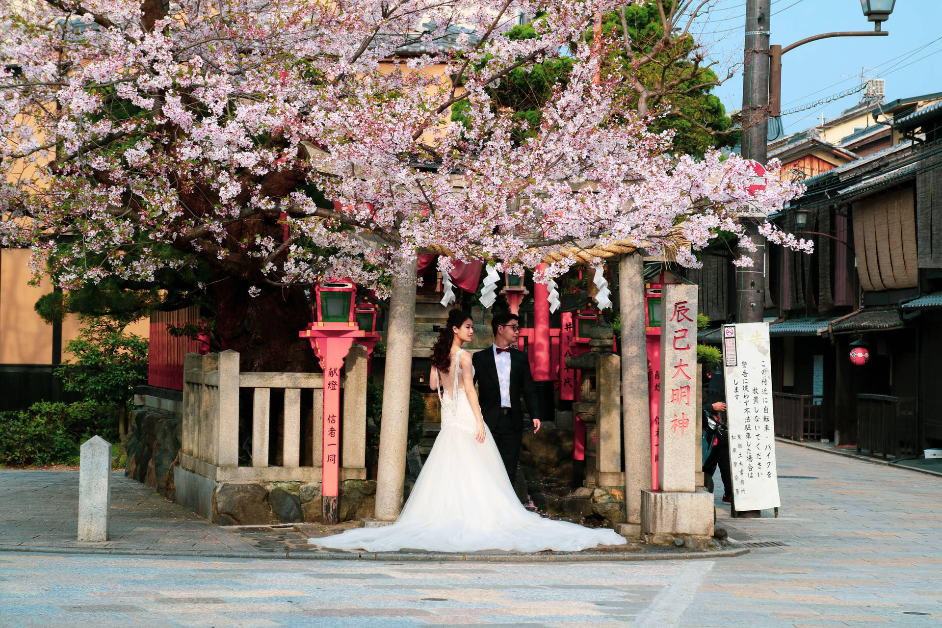 新婚夫婦於日本櫻花樹下 壁紙 — 春天，一對新人在傳統日本神社的盛開櫻花樹下站立。