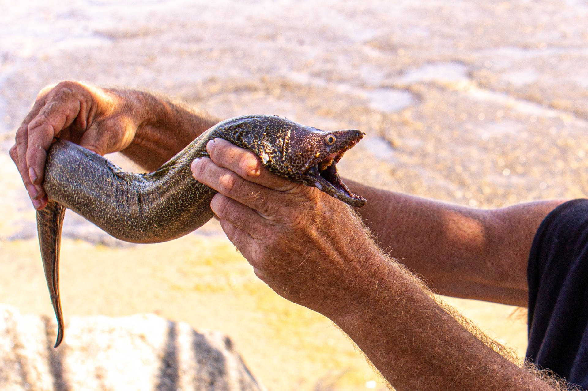 一個人喺岩石海灘上揸住一條斑點海鰻。