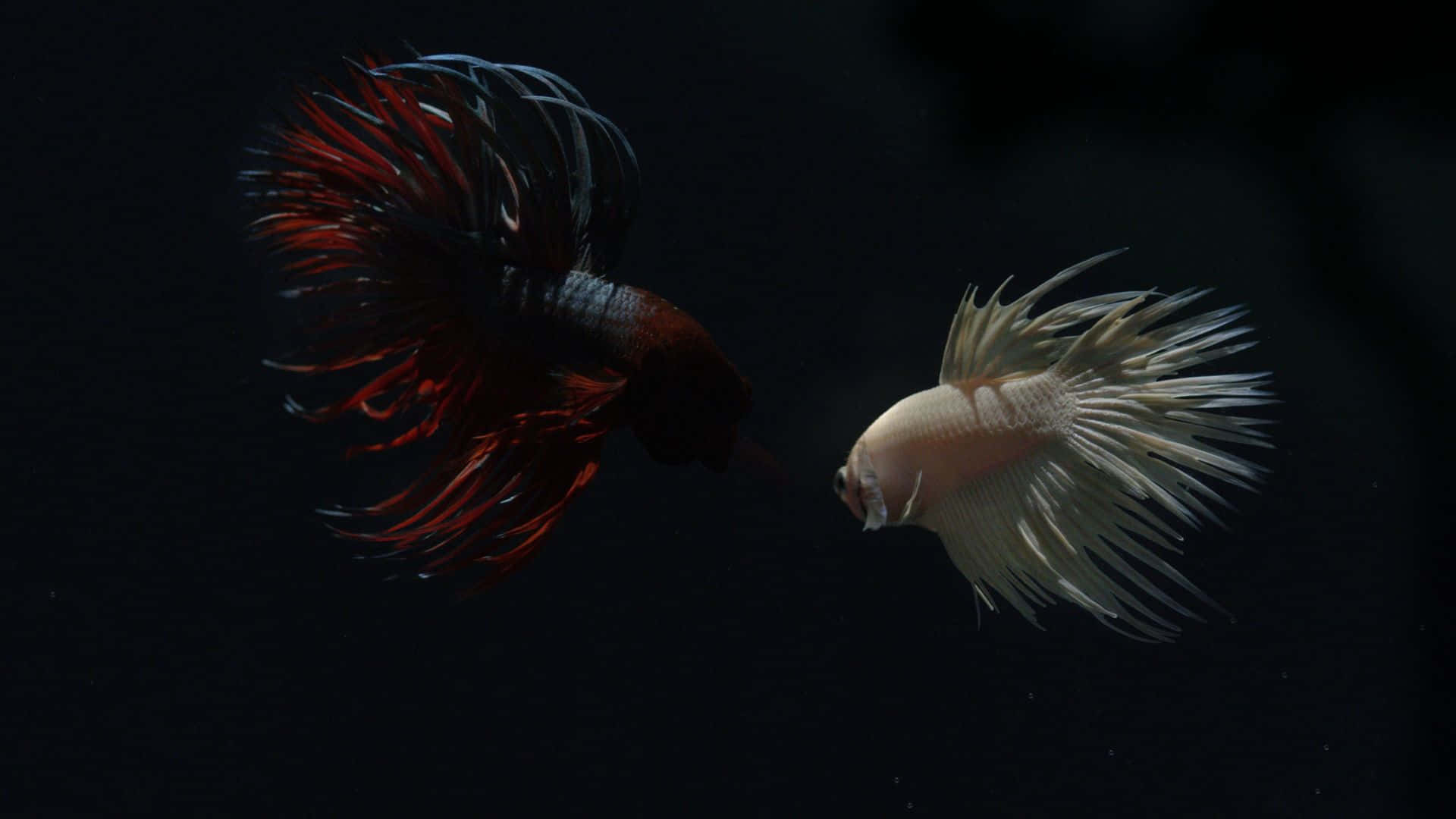 兩條色彩繽紛、魚鰭流暢的鬥魚在黑暗的水中彼此對峙。