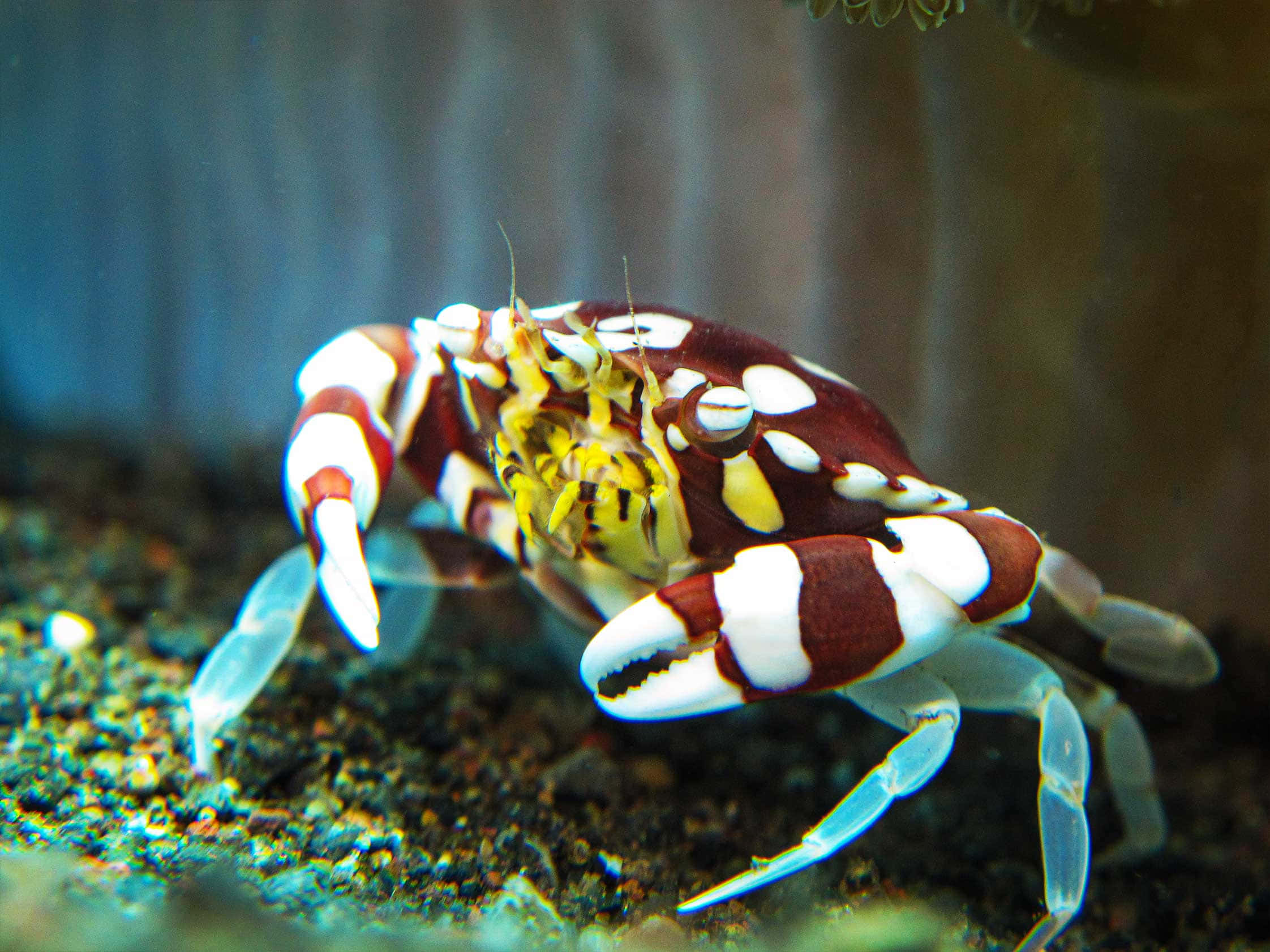 水族箱中礫石上一隻色彩繽紛的螃蟹，帶有紅、白、黃色條紋。