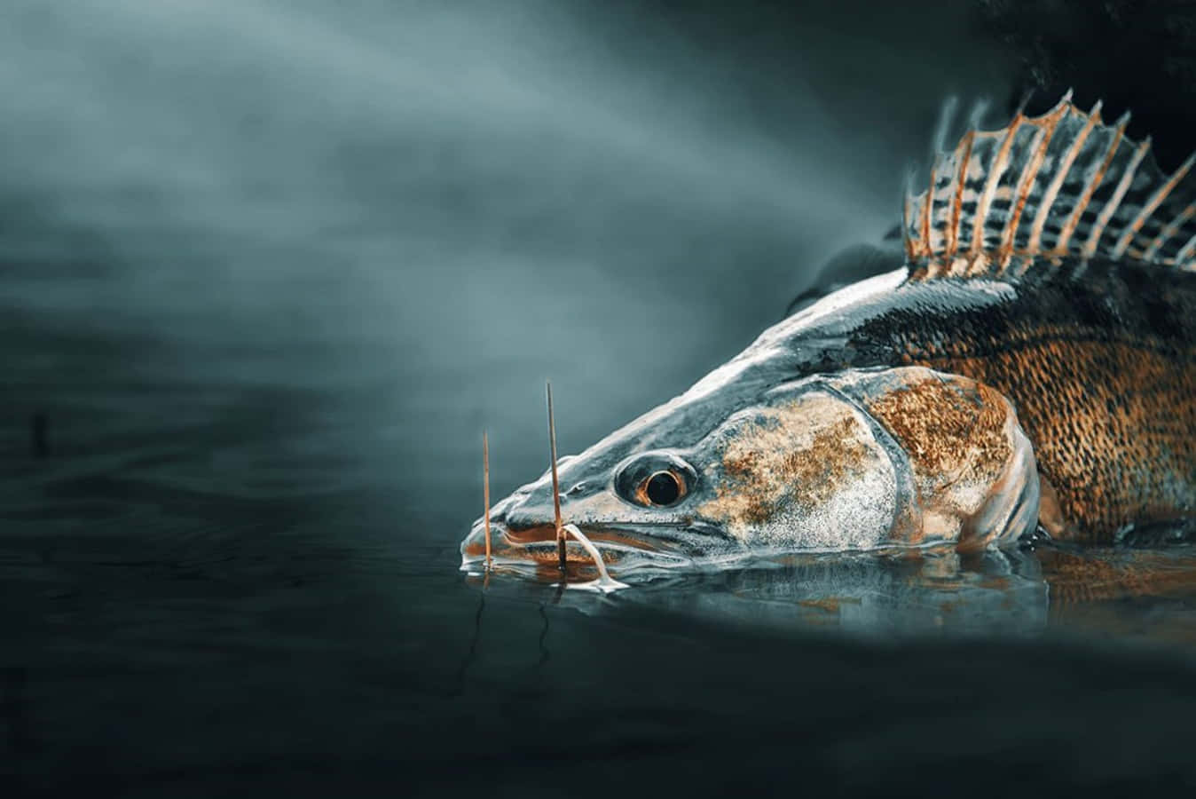新捕獲的鯰魚 壁紙 — 一條有尖刺背鰭的大魚在陰暗的燈光下衝破黑暗的水面。