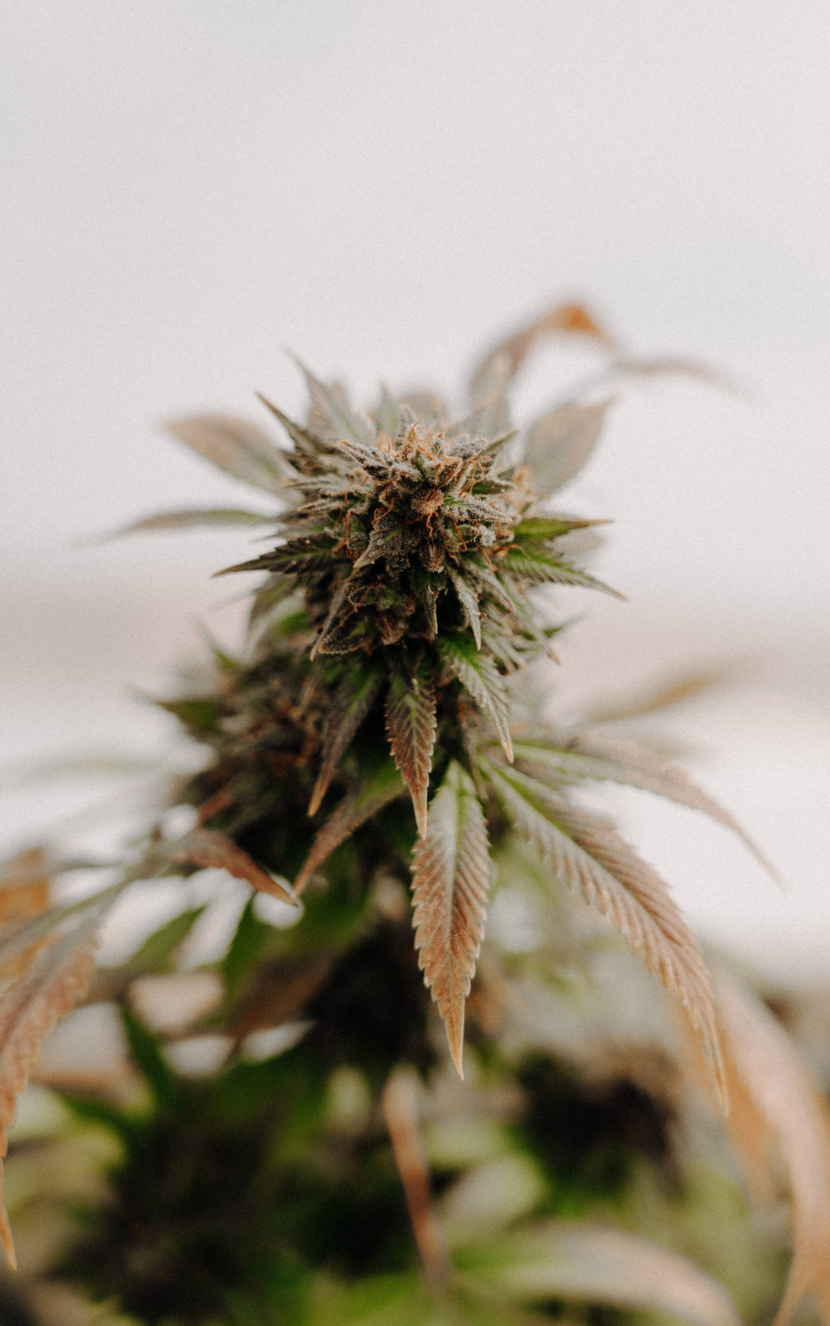 大麻植物近距離特寫，葉片和花蕾細節清晰。