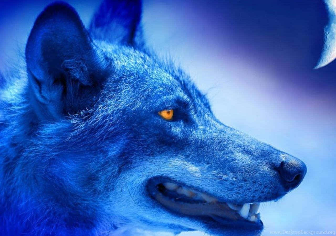 Alpha Wolf 桌布 壁紙 — 新月下，一隻擁有琥珀色發光眼睛和藍色毛髮的狼的特寫。