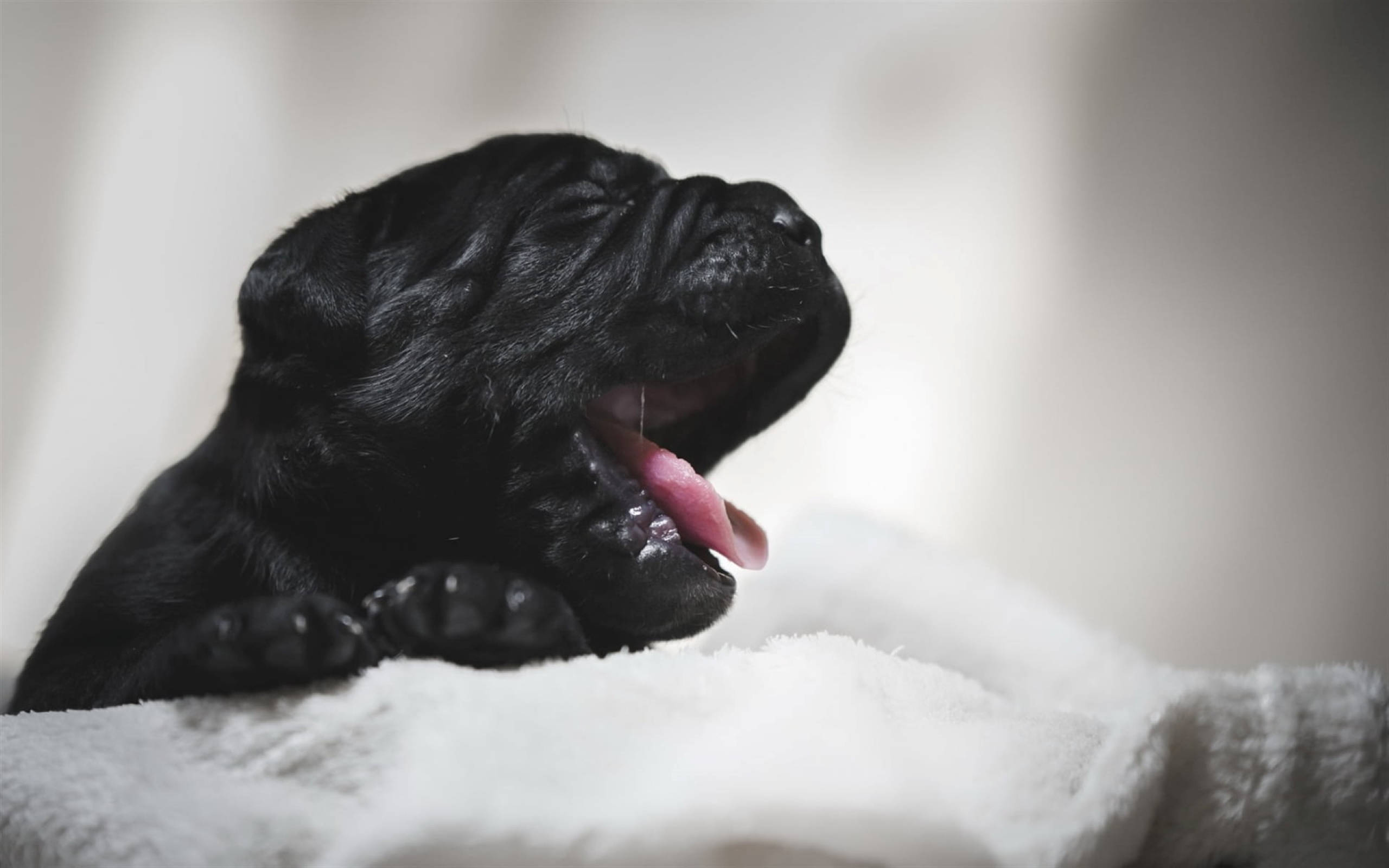 新生卡內羅犬幼犬 壁紙 — 一隻黑色小狗在柔軟的白色毛毯上大大地打呵欠，背景模糊。