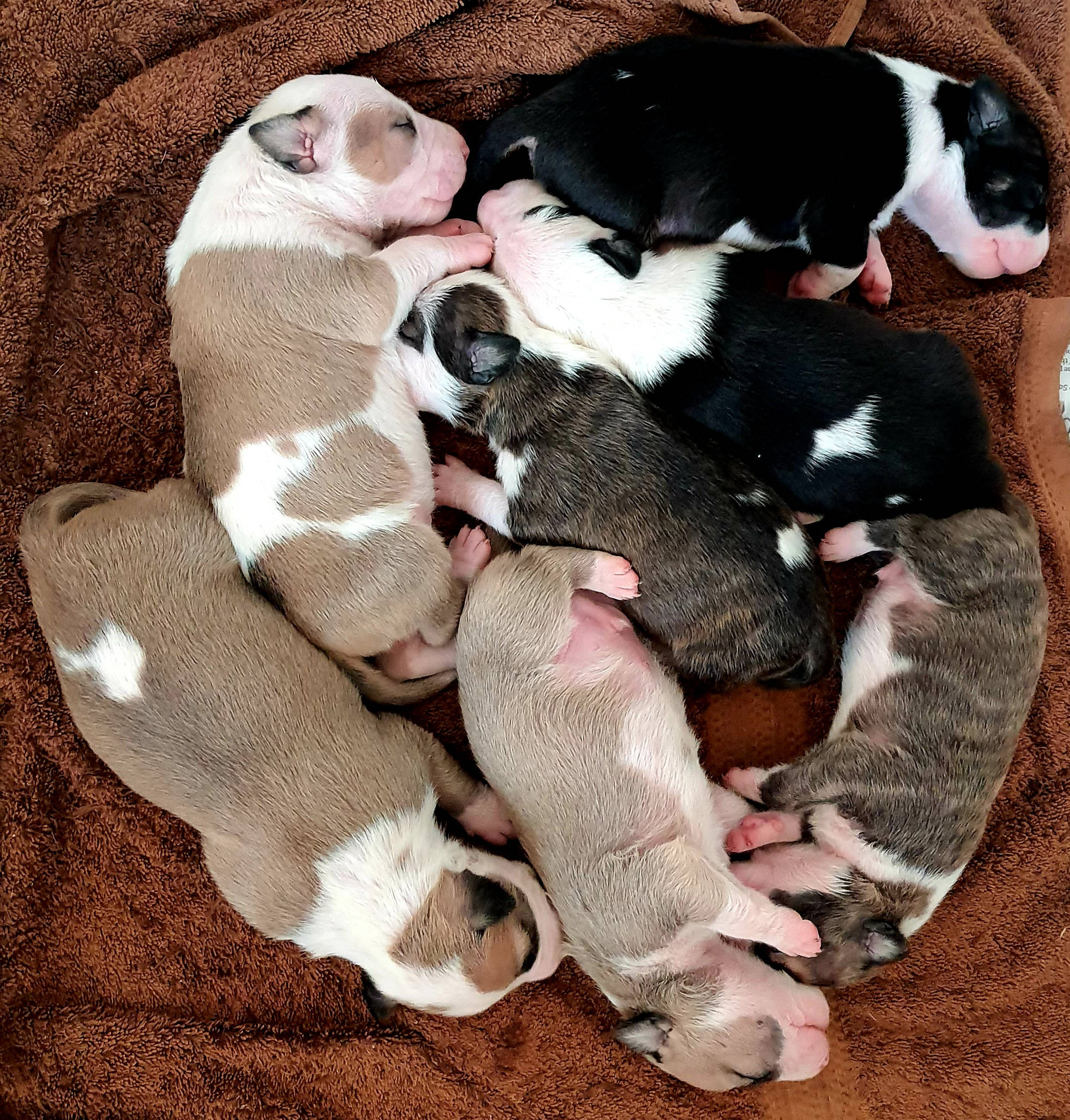 新生比特犬幼犬 壁紙 — 一群睡著的鬥牛犬幼犬，有各種棕色、白色和黑色圖案，依偎在柔軟的棕色毯子上。
