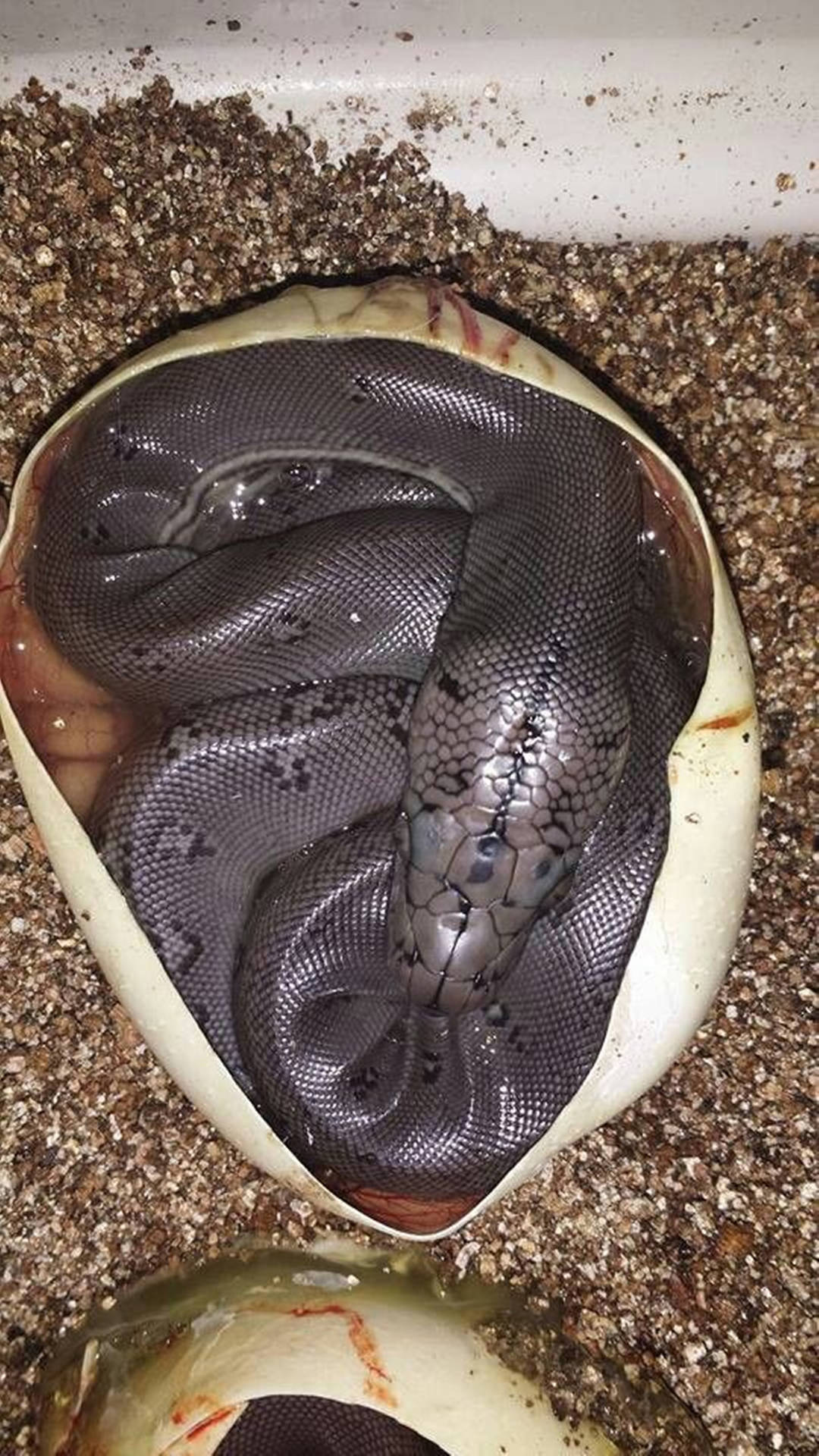 一條小蛇在沙子上從蛋中孵化。