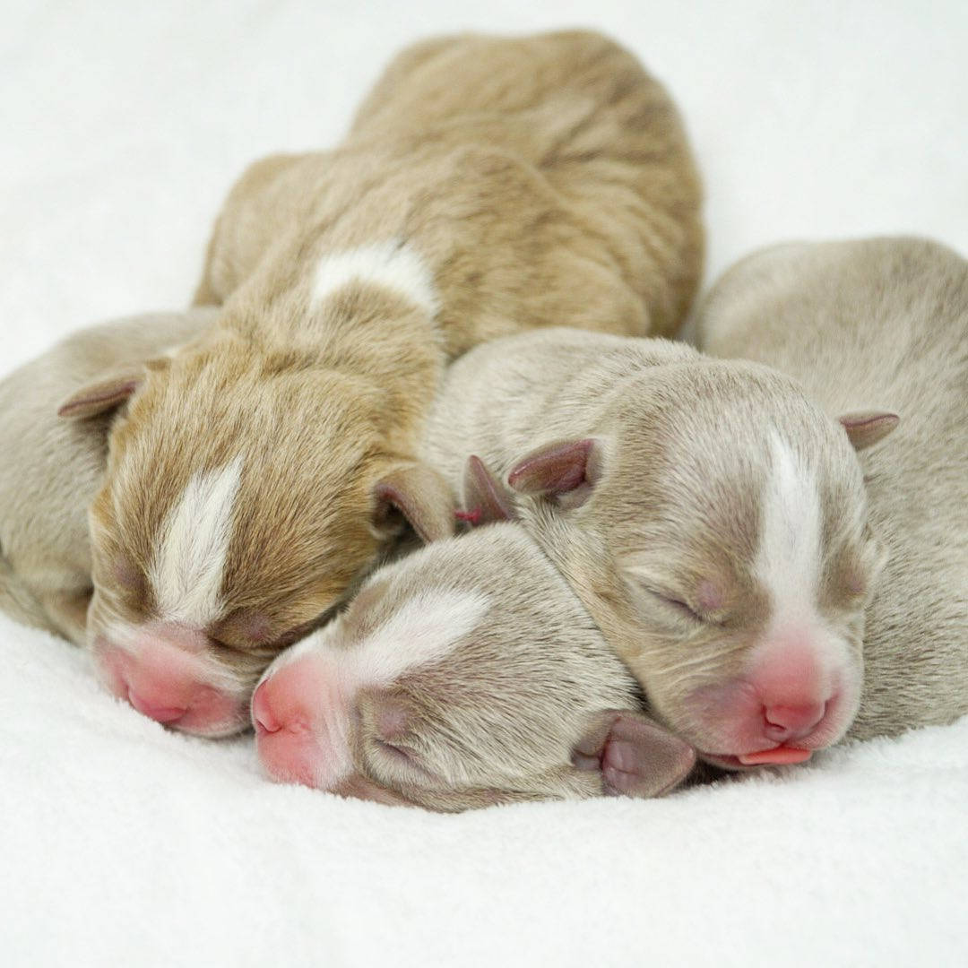 新生鬥牛犬幼犬 壁紙 — 四隻剛出生的幼犬，毛色柔軟灰褐色，蜷縮在一起，安詳地睡在柔軟的白色毯子上。