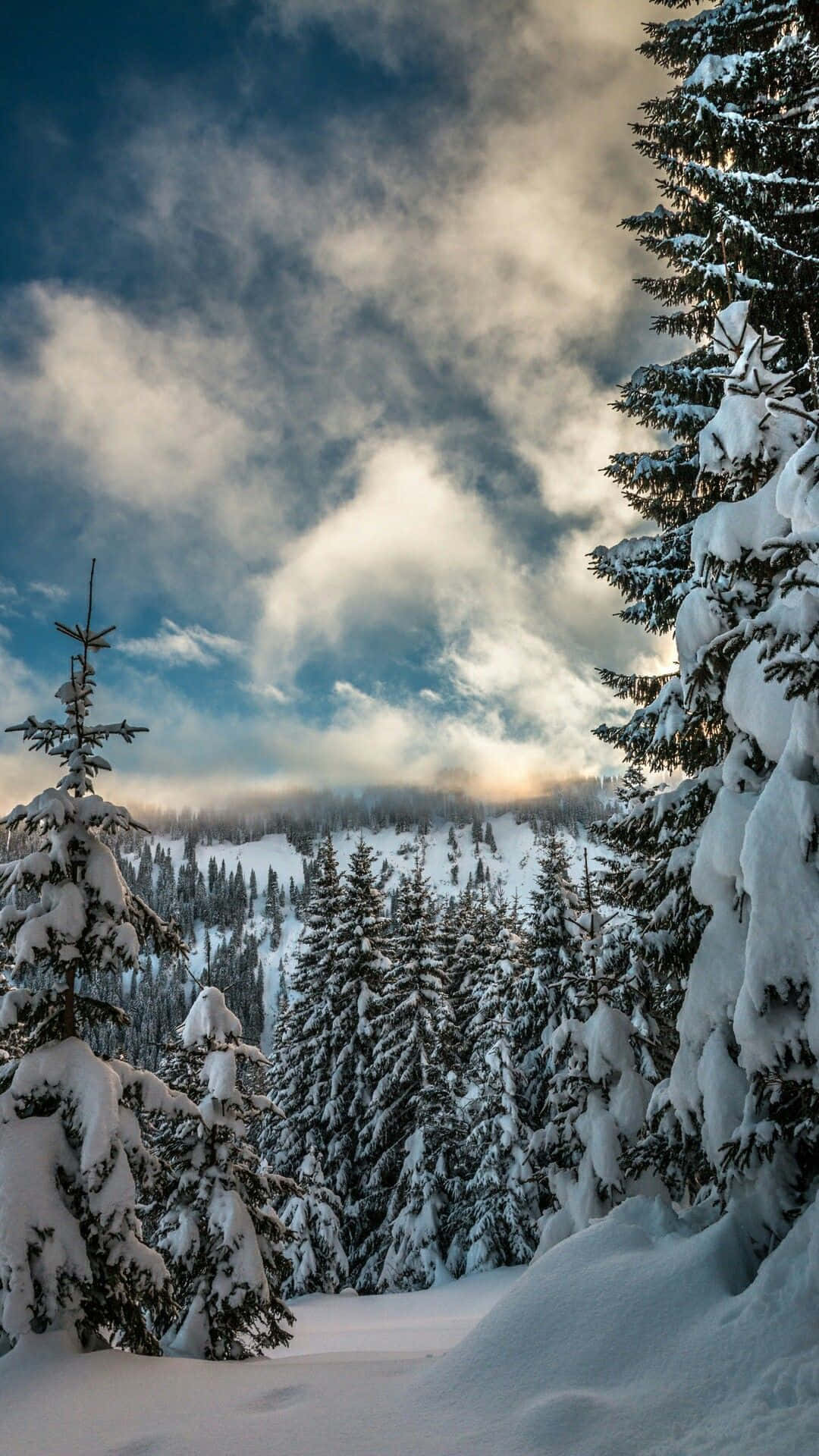 新罕布什爾州冬季松樹 壁紙 — 白雪覆蓋的常綠樹在戲劇性的多雲天空下，金色陽光穿透，框出一片寧靜的冬季森林。