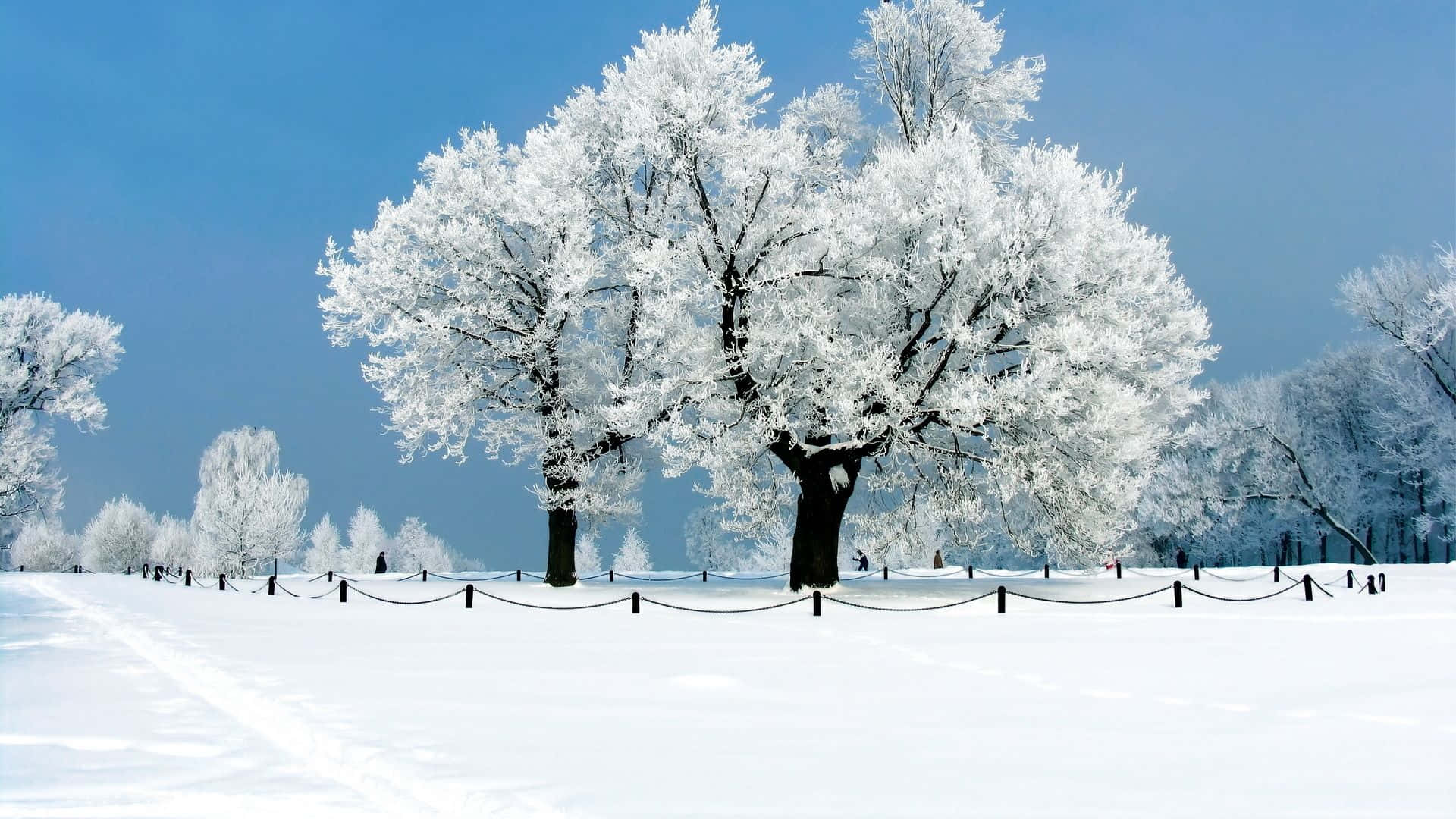 新罕布什爾州冬季樹木風景 壁紙 — 一棵雄偉的雪覆蓋的樹在寧靜的冬季公園中高聳入雲，映襯著清澈的藍天。