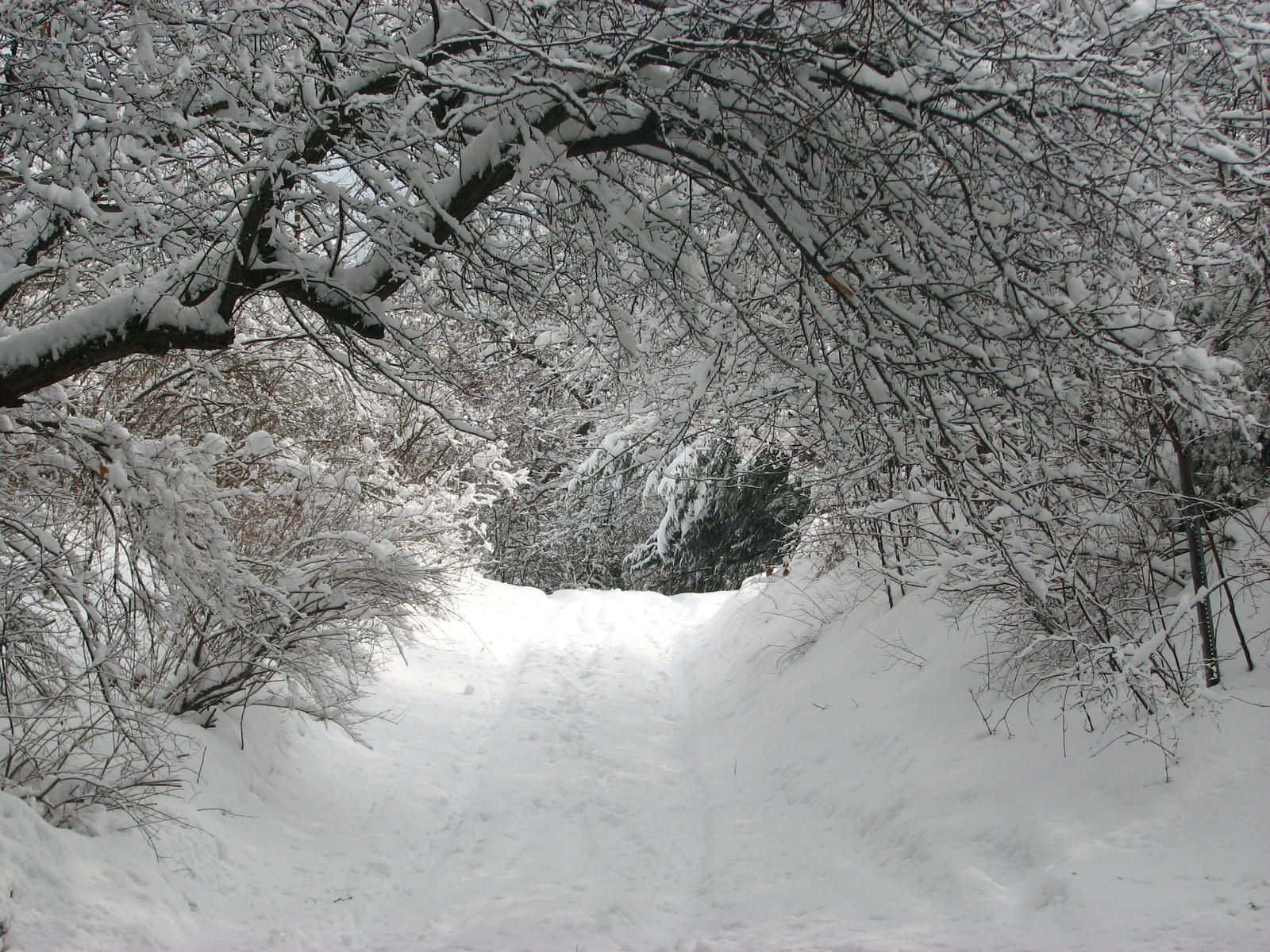 新罕布夏州冬季壯麗風景 壁紙 — 一條被雪覆蓋的小徑蜿蜒穿過茂密的冬季森林，樹枝上掛滿積雪，在頭頂彎曲。