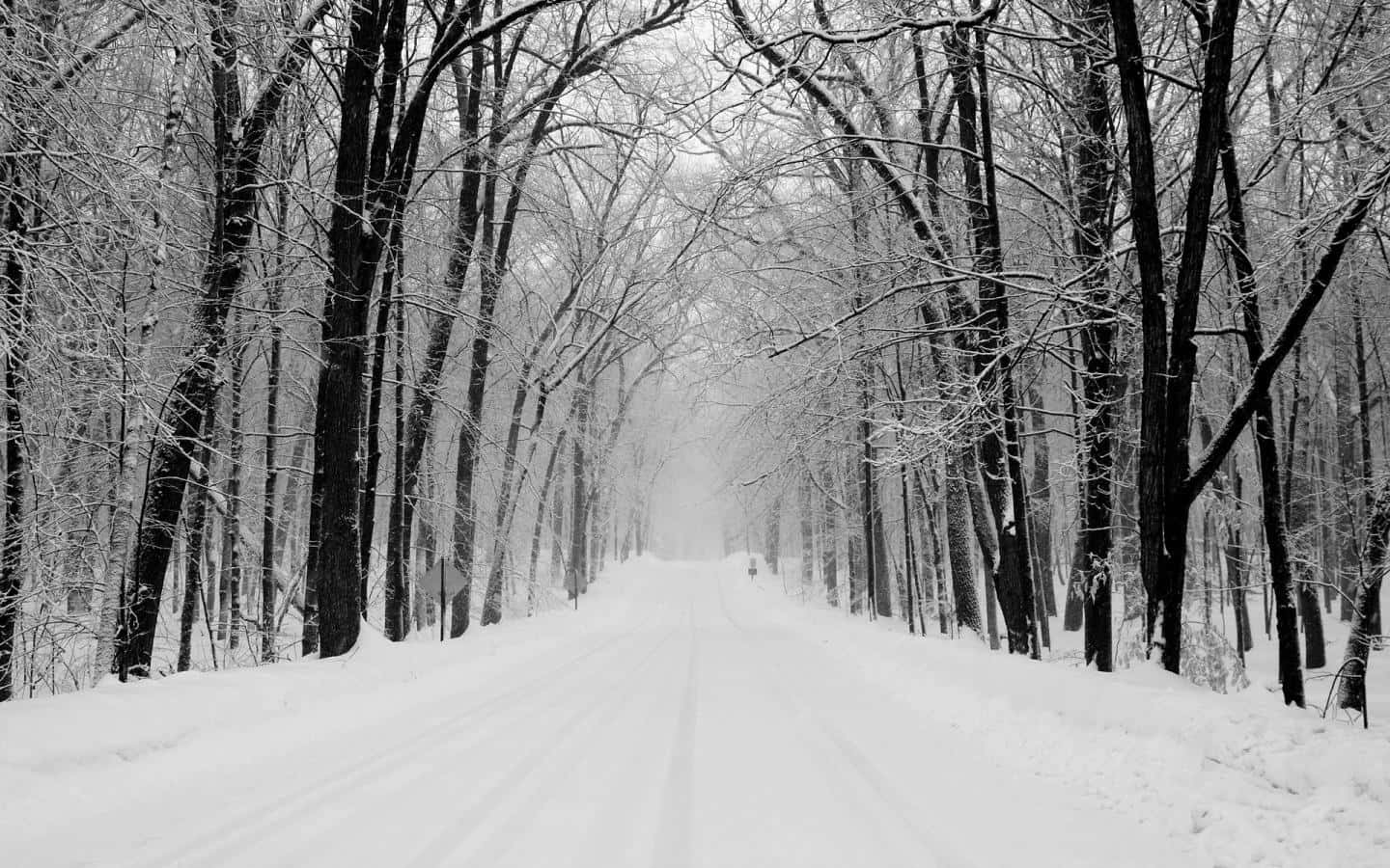積雪的森林道路，兩旁是光禿禿的樹木