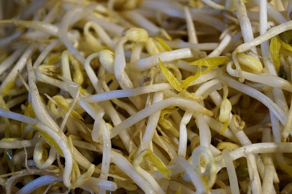 新鮮豆芽，白色莖和黃色尖端
