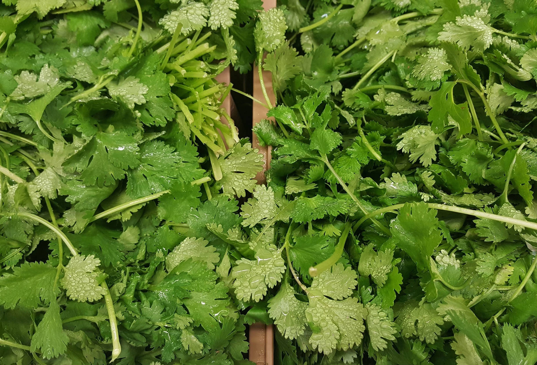 新鮮芫荽葉上的露珠在充滿活力的綠色堆疊中閃閃發光。