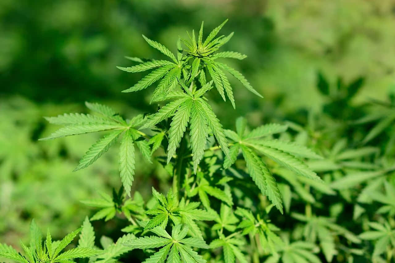 大麻植物的特寫，帶有鋸齒狀葉子，在自然陽光下。