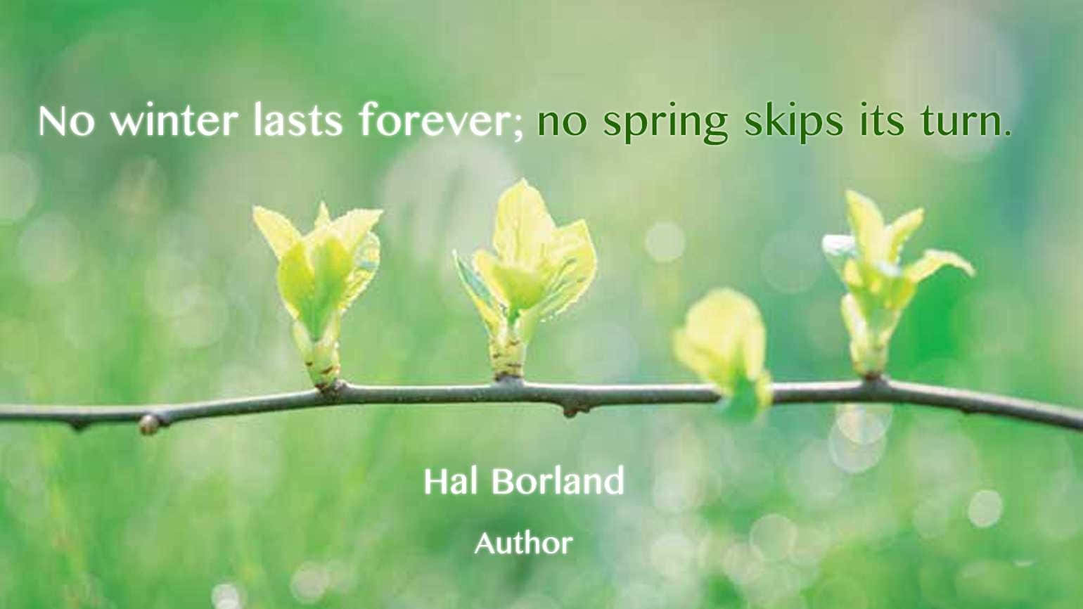 Spring Quotes 桌布 壁紙 — 新鮮嫩芽破土而出，在柔和綠意背景中象徵春天的堅韌與希望。