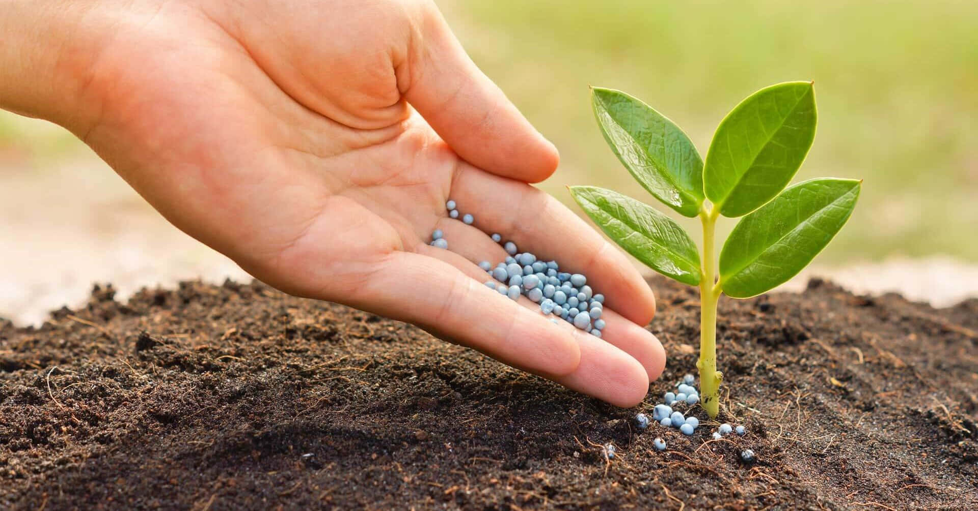 手在土壤中生長的幼小植物附近拿著肥料。