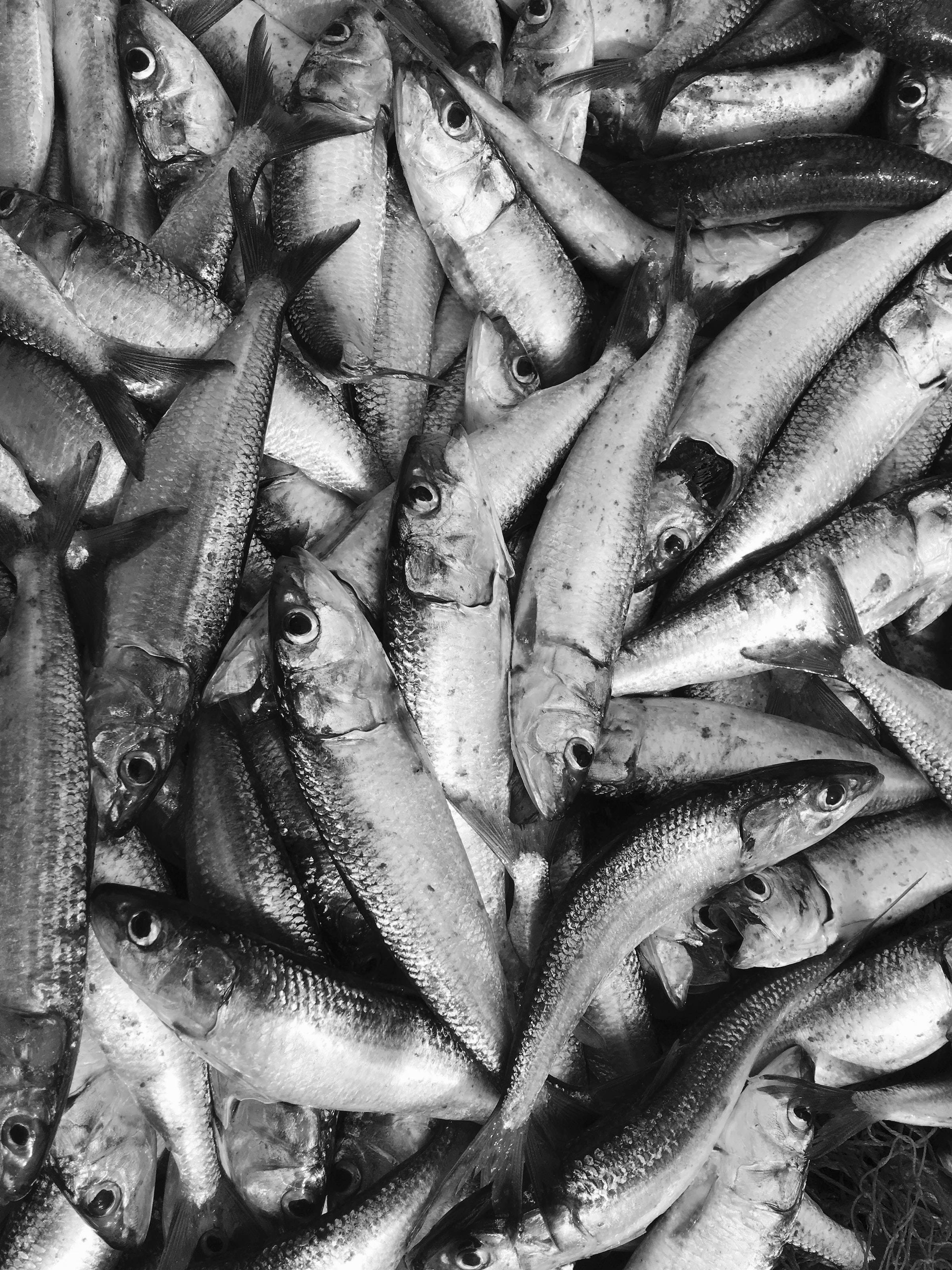 新鮮小鯡魚捕獲 壁紙 — 密集的黑白特寫，顯示大量小魚堆疊在一起，展現細緻的鱗片和反光的眼睛。