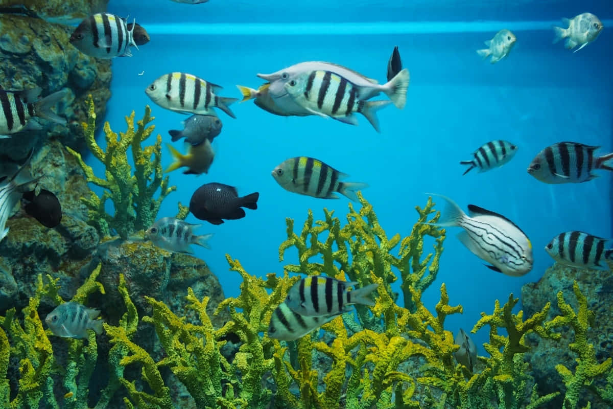色彩斑斕的條紋魚在陽光照射的水族箱中，穿梭於鮮豔的黃色珊瑚之間。