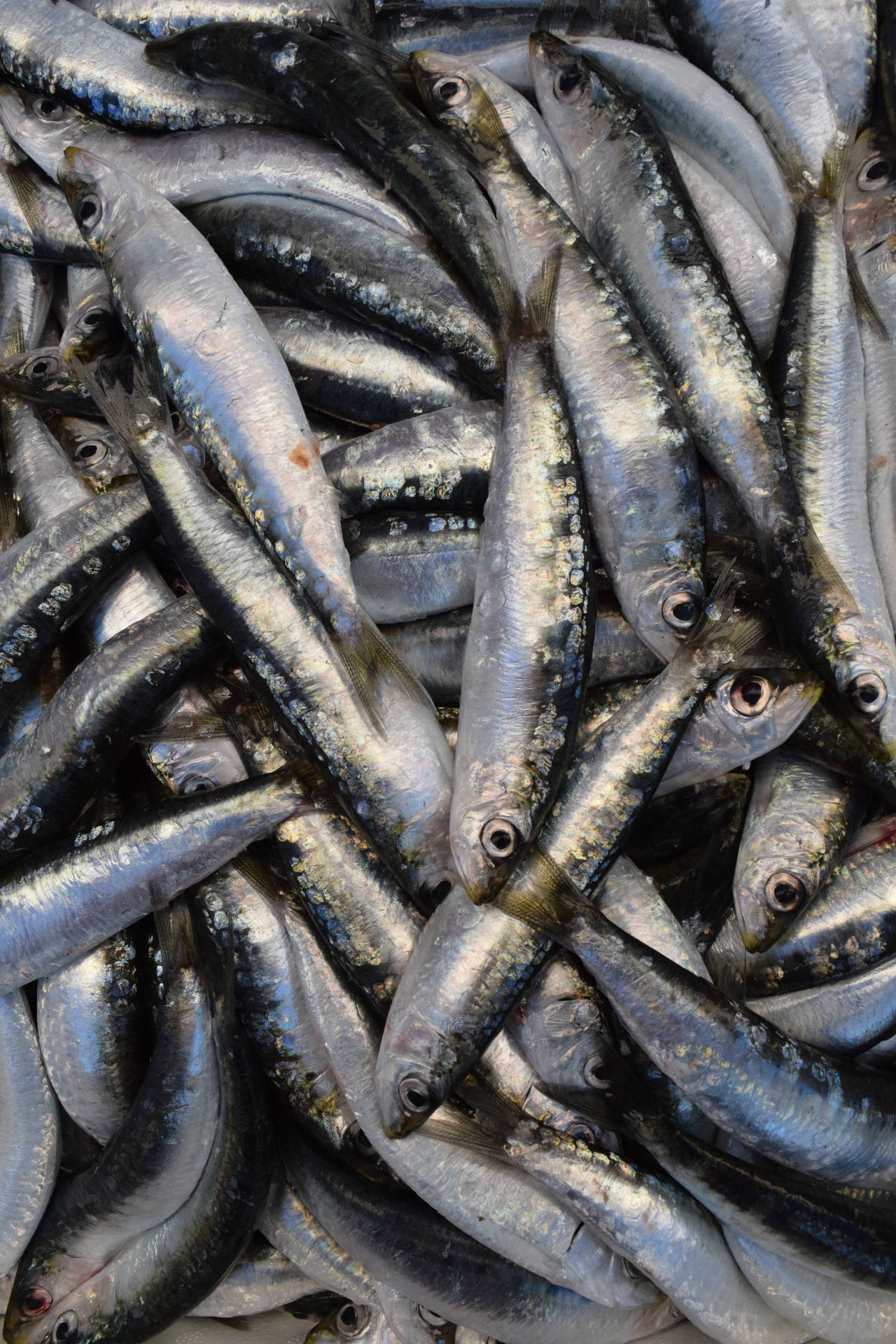 新鮮沙甸魚堆疊在一起，帶有閃亮的銀色魚鱗。